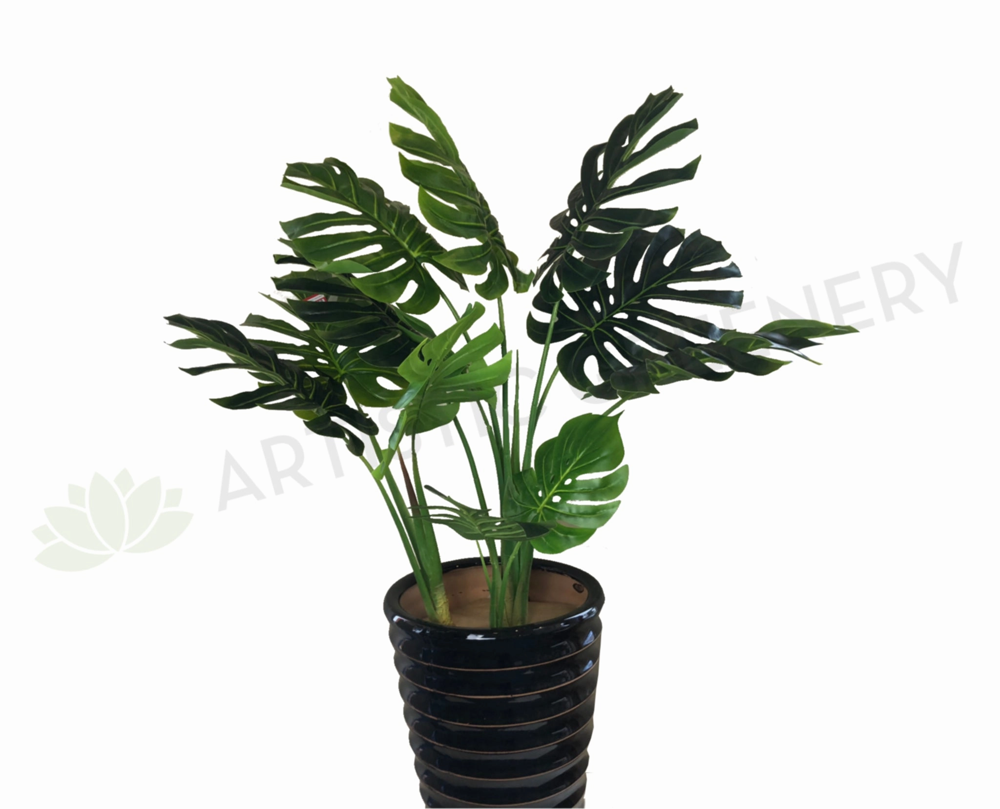SP0265 Monstera / Swiss Cheese / Split Philo Plant 114cm sun perennial  