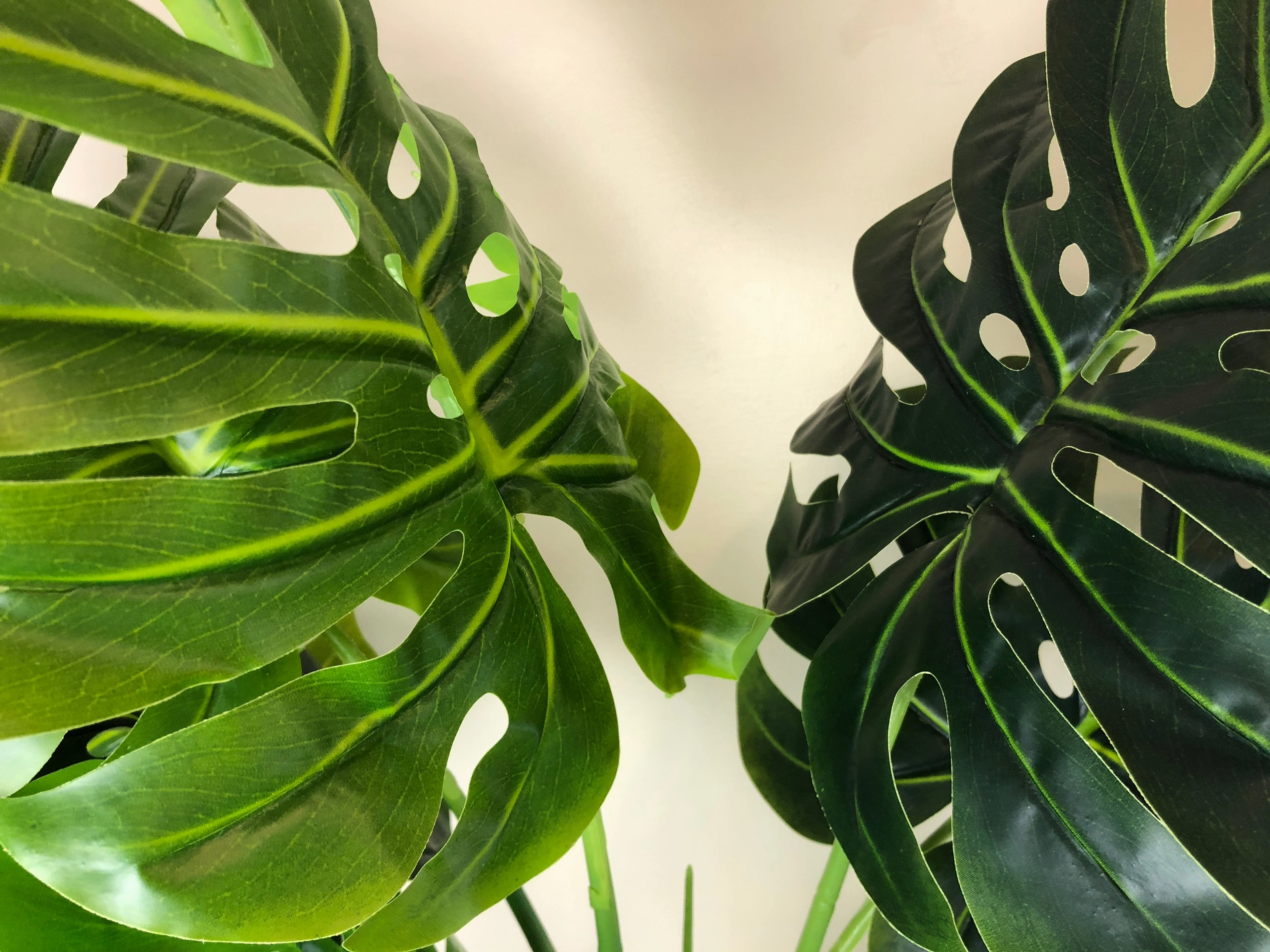 SP0265 Monstera / Swiss Cheese / Split Philo Plant 114cm