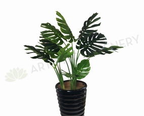 SP0265 Monstera / Swiss Cheese / Split Philo Plant 114cm sun perennial  