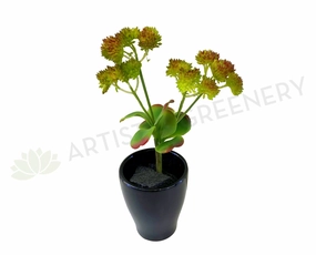 SP0279 Green Sedum with Leaves 23cm mini ornamental plant  