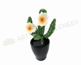 SP0281 Finger Cactus with Flowers 20cm indoor plant stand  