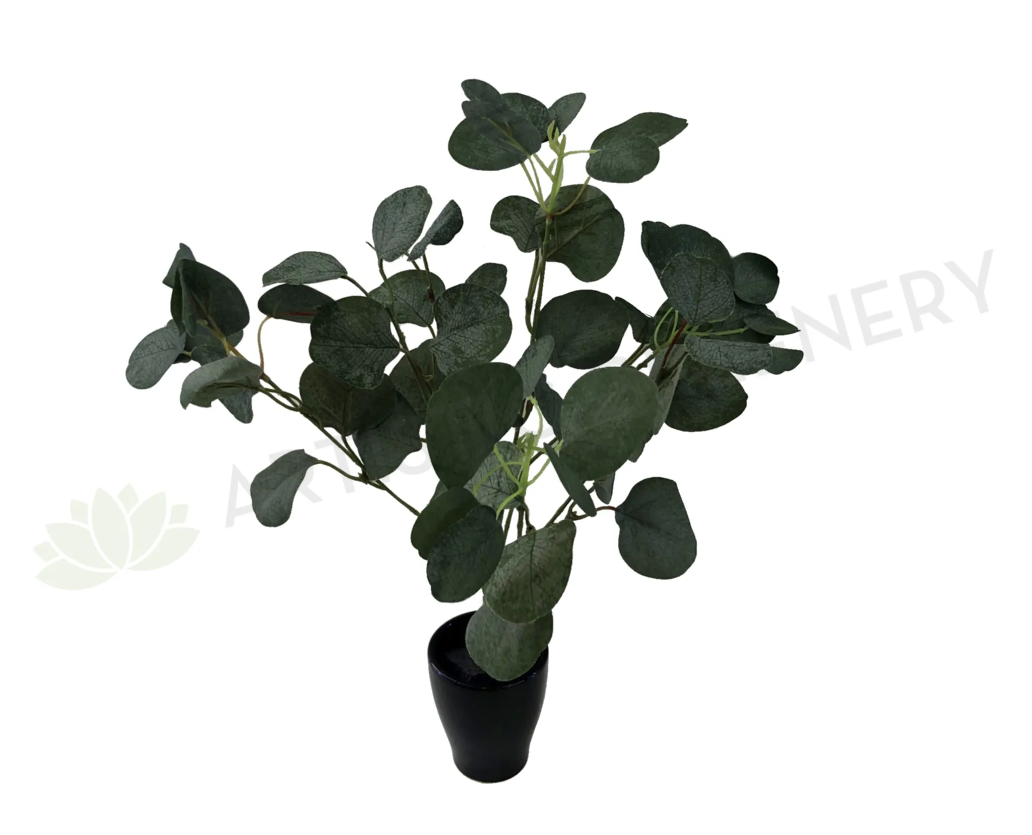 SP0283 Silver Dollar Eucalyptus Bunch 33cm dried green plant  