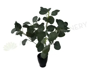 SP0283 Silver Dollar Eucalyptus Bunch 33cm dried green plant  