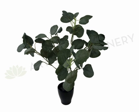 SP0283 Silver Dollar Eucalyptus Bunch 33cm indoor houseplants  