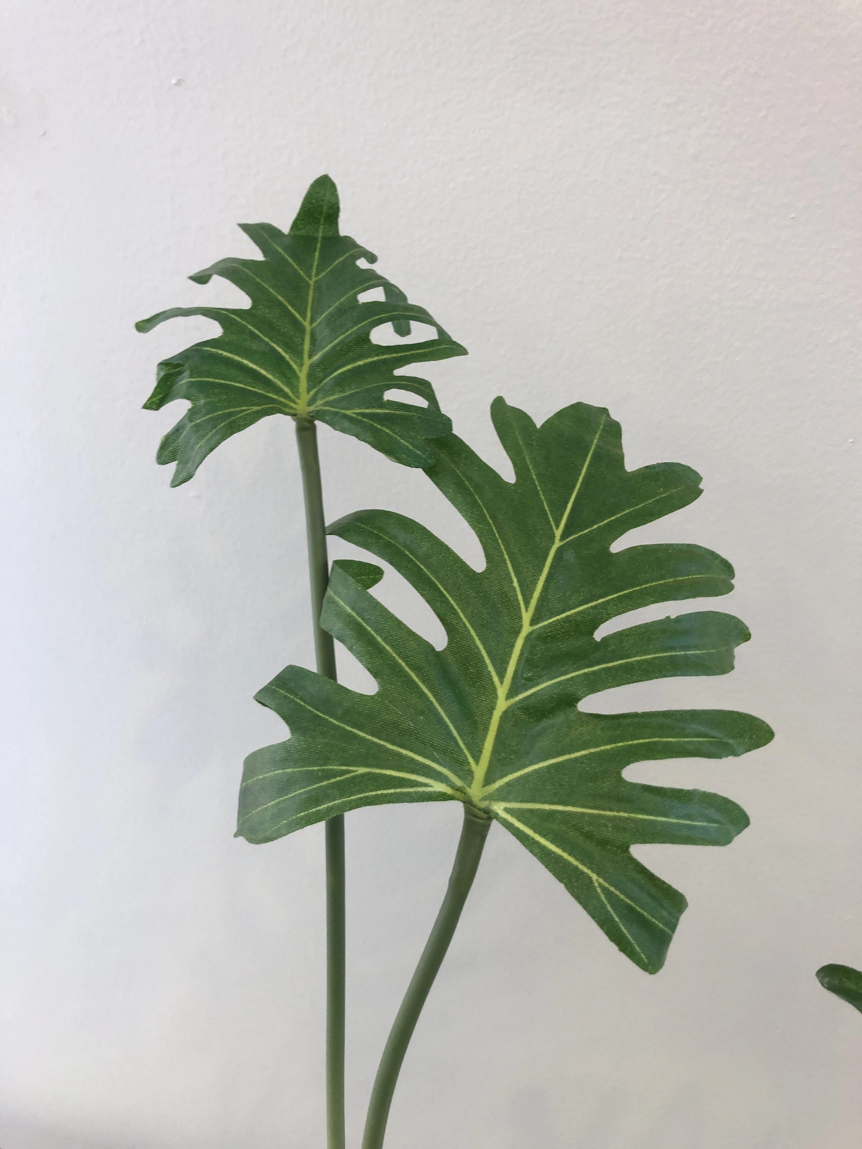 SP0292 Small Xanadu Plant 80cm Green