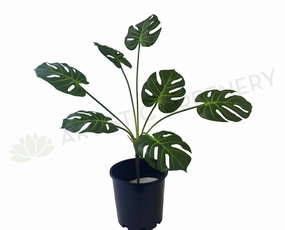 SP0293 Small Monstera Plant / Split Philo / Swiss Cheese Plant 74cm indoor plant stand  