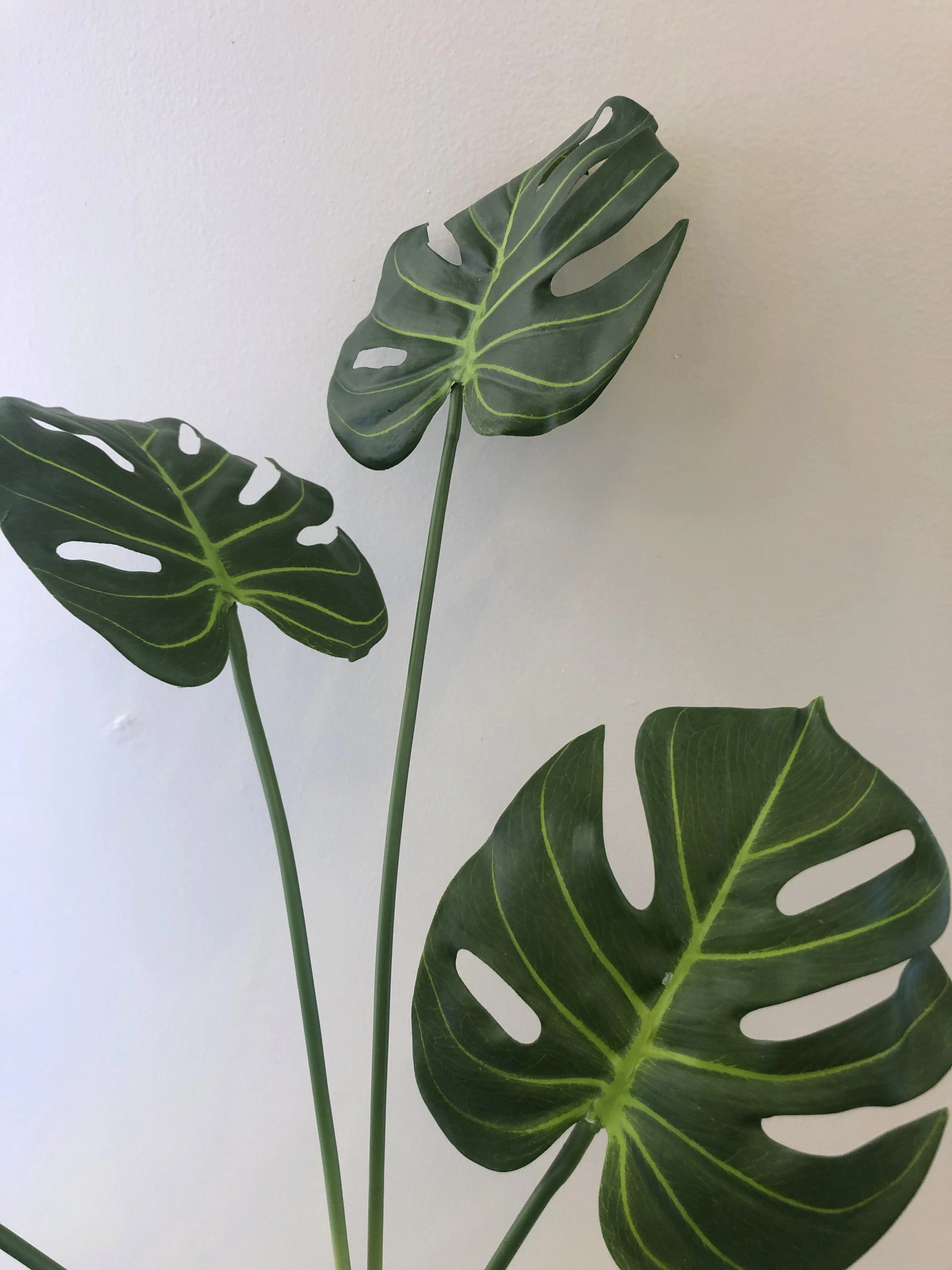 SP0293 Small Monstera Plant / Split Philo / Swiss Cheese Plant 74cm