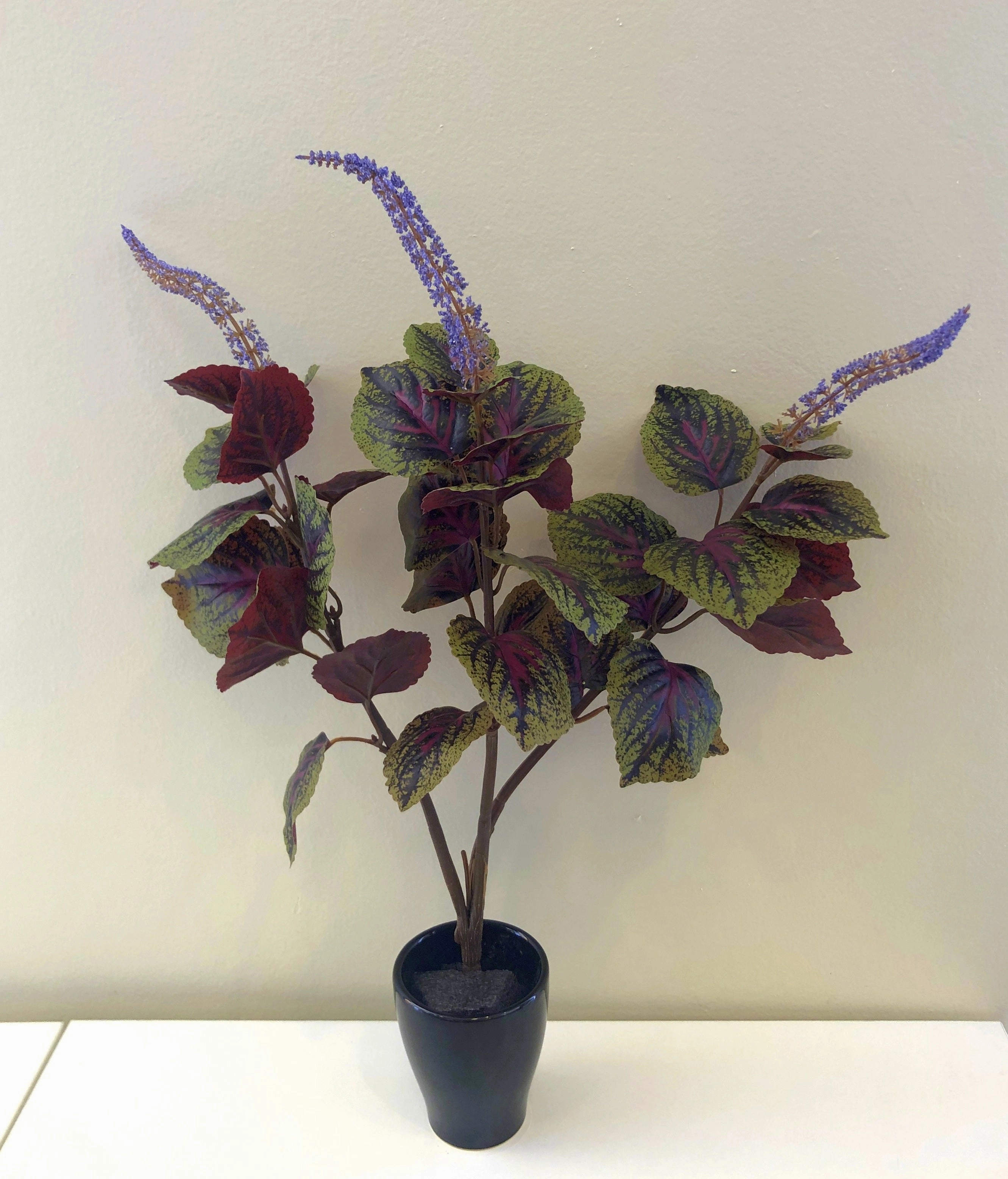 SP0296 Beefsteak Plant / Perilla Mint 51cm