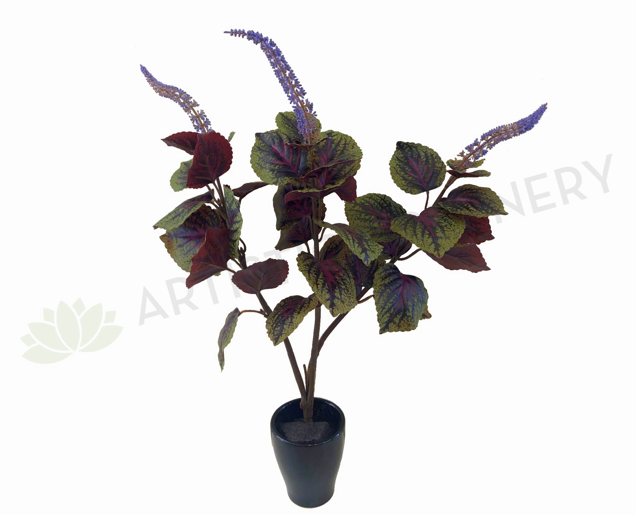 SP0296 Beefsteak Plant / Perilla Mint 51cm indoor plant stand  