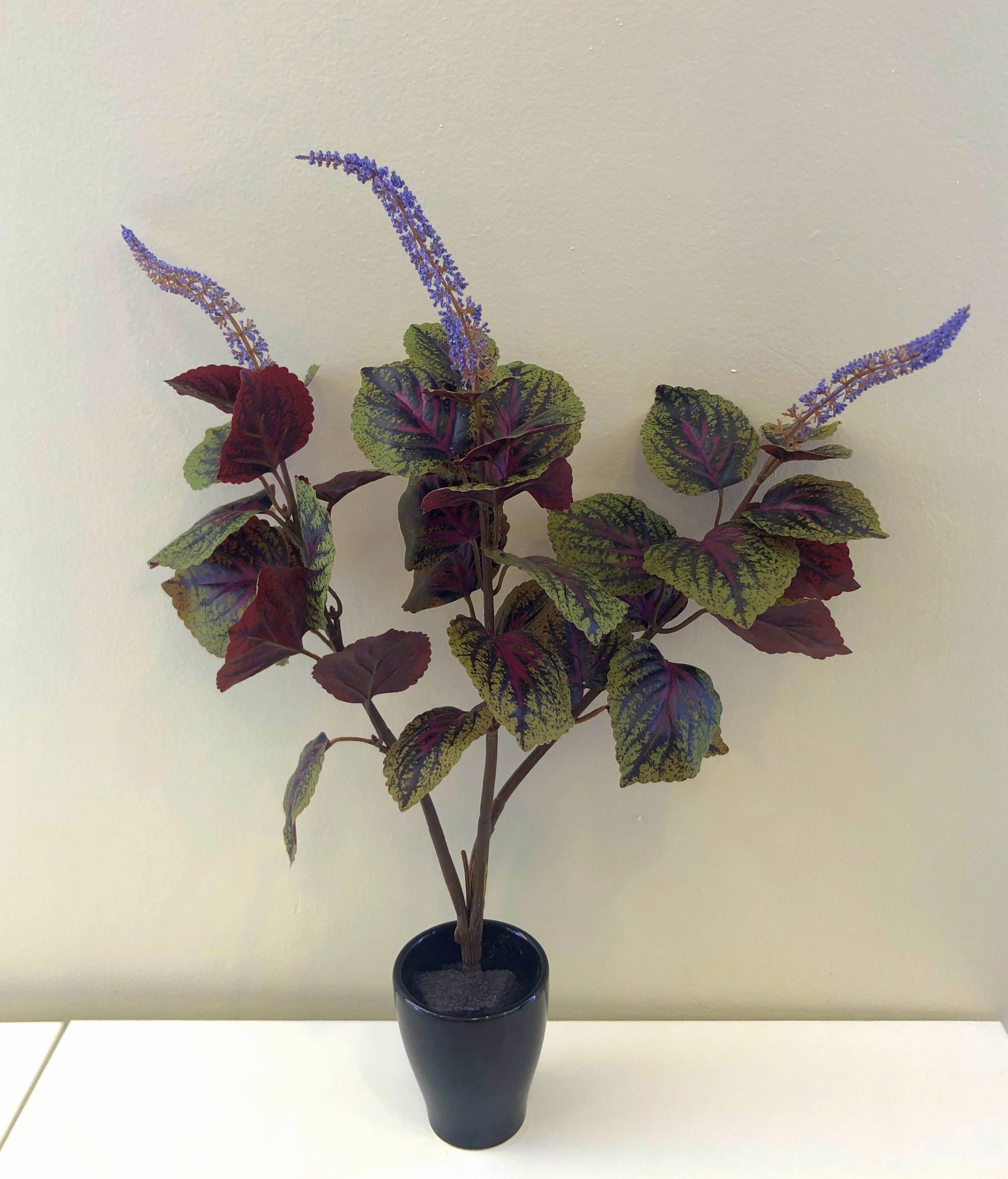 SP0296 Beefsteak Plant / Perilla Mint 51cm