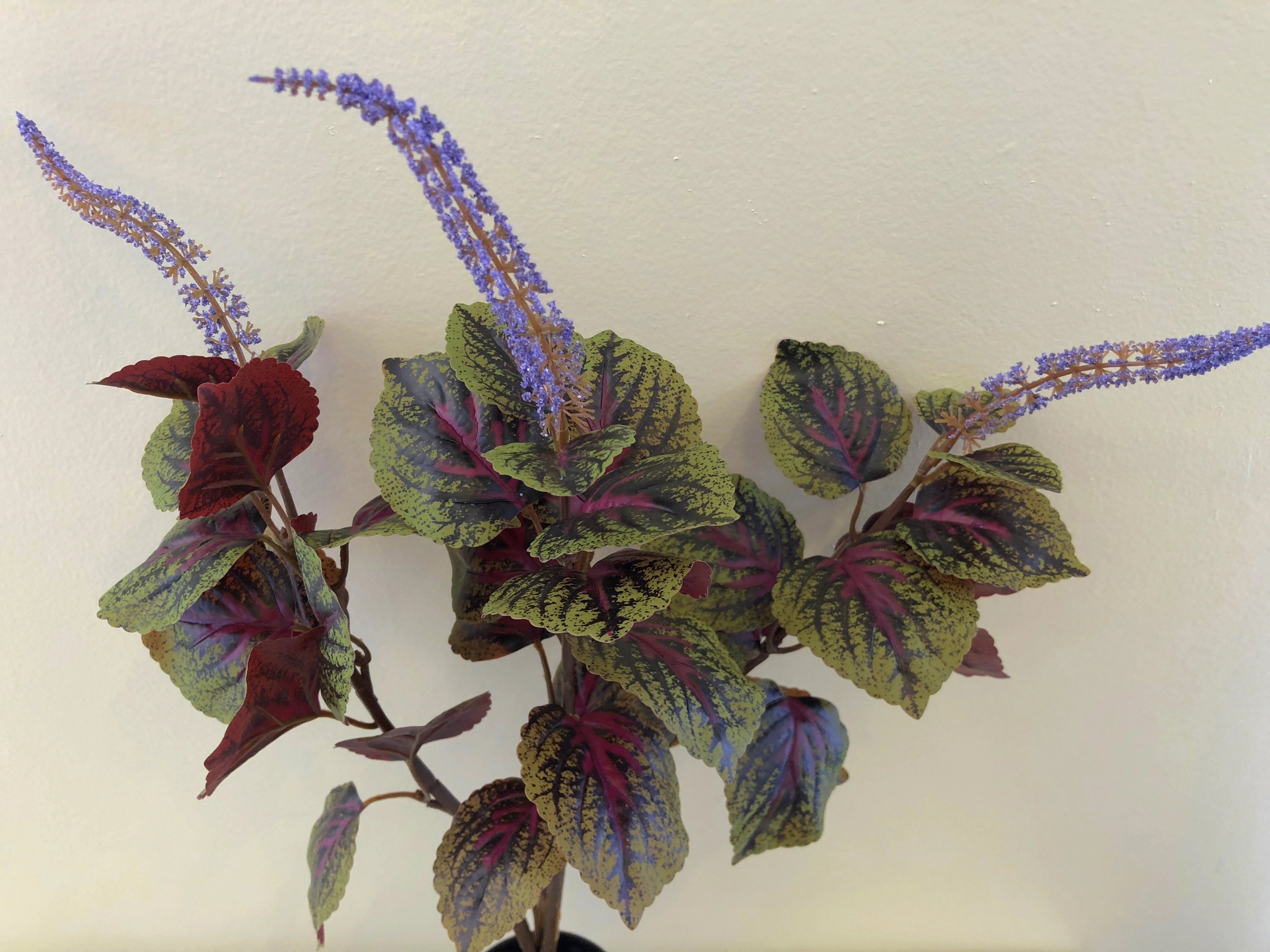 SP0296 Beefsteak Plant / Perilla Mint 51cm