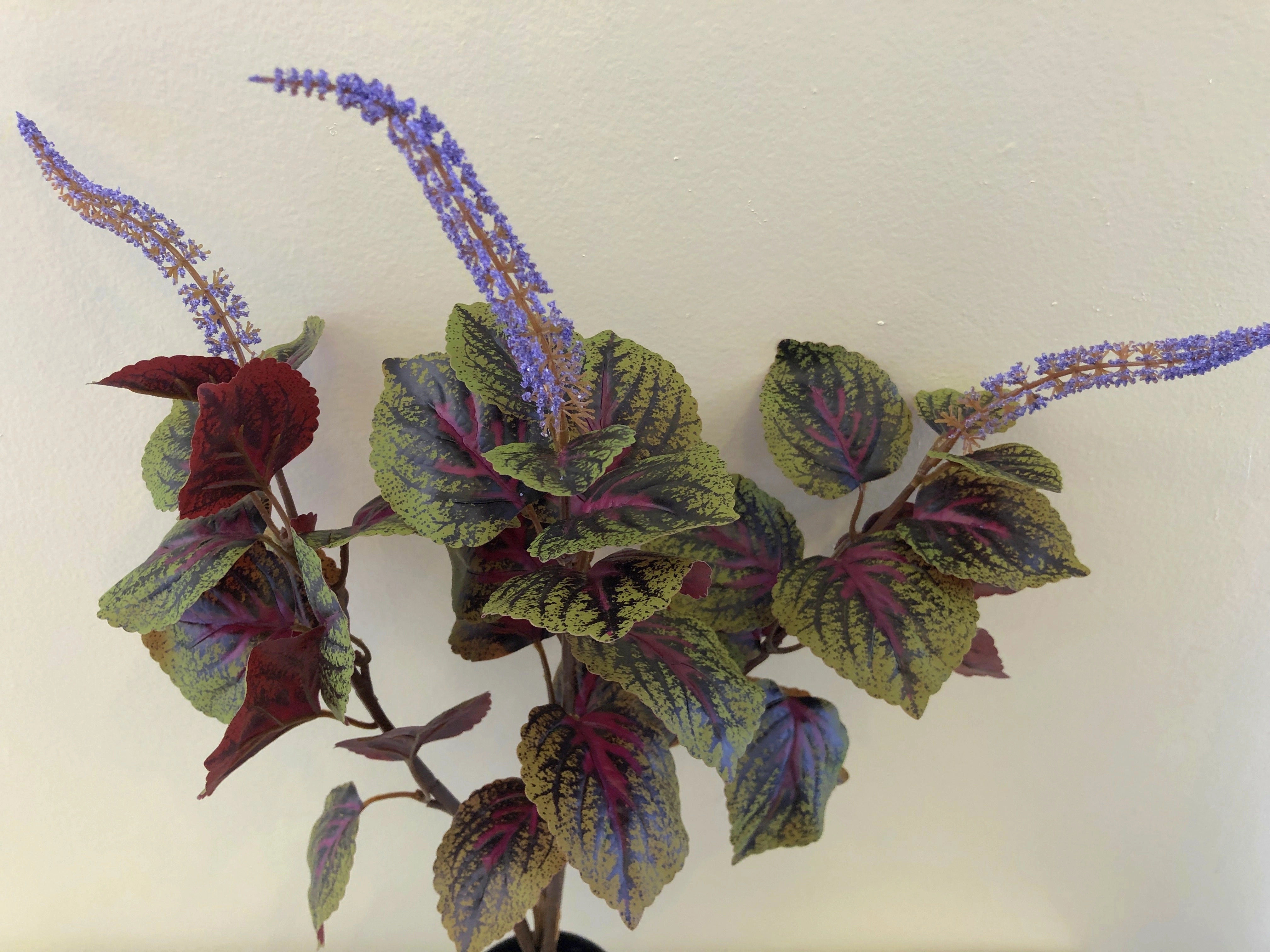 SP0296 Beefsteak Plant / Perilla Mint 51cm