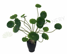 SP0298 Chinese Money / Pancake Plant 35cm Green indoor plant stand  