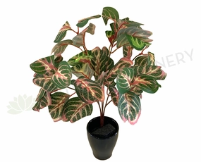 SP0304 Begonias Plant 36cm xl flower pot  