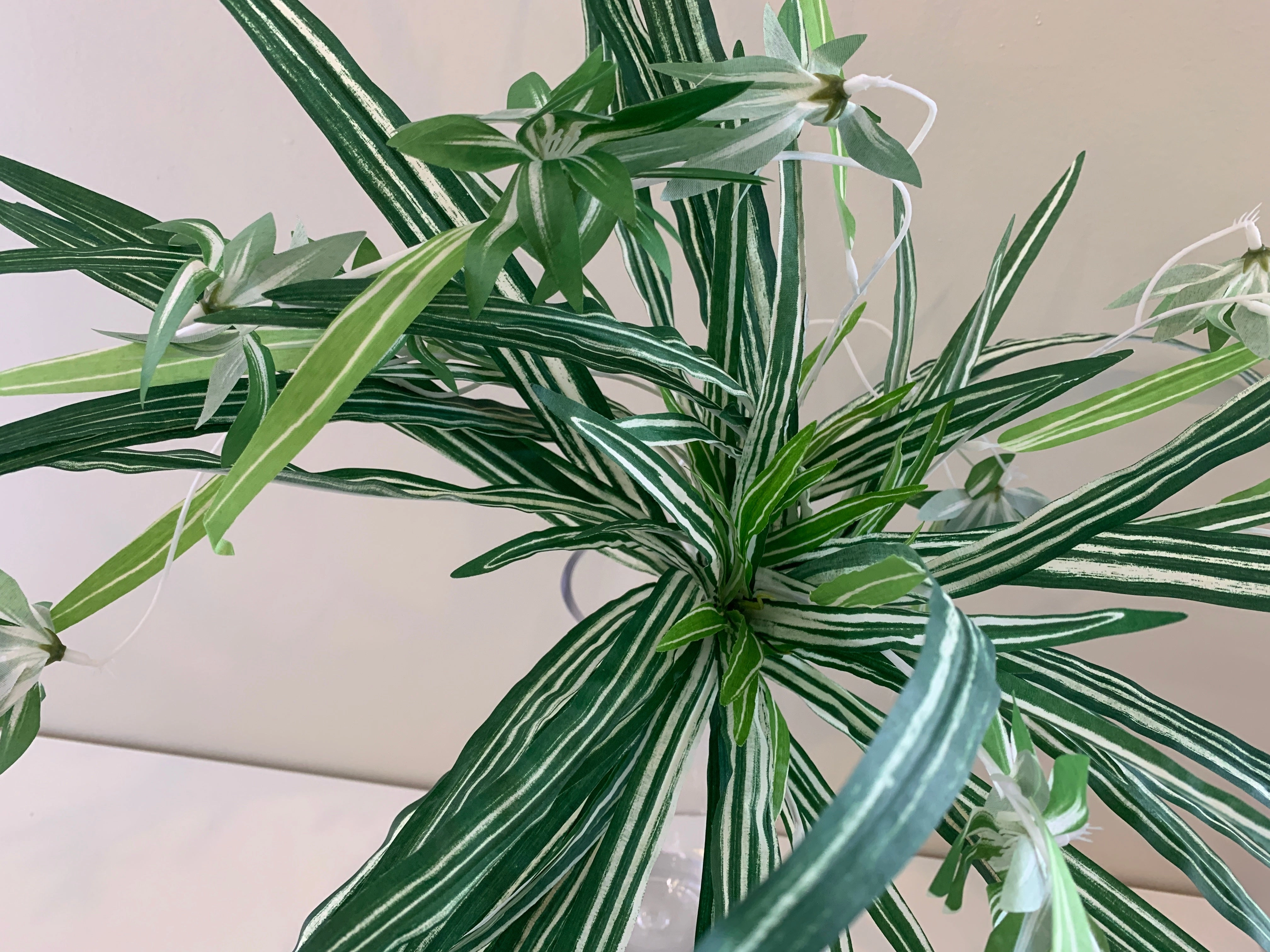 SP0310 Spider Plant 57cm