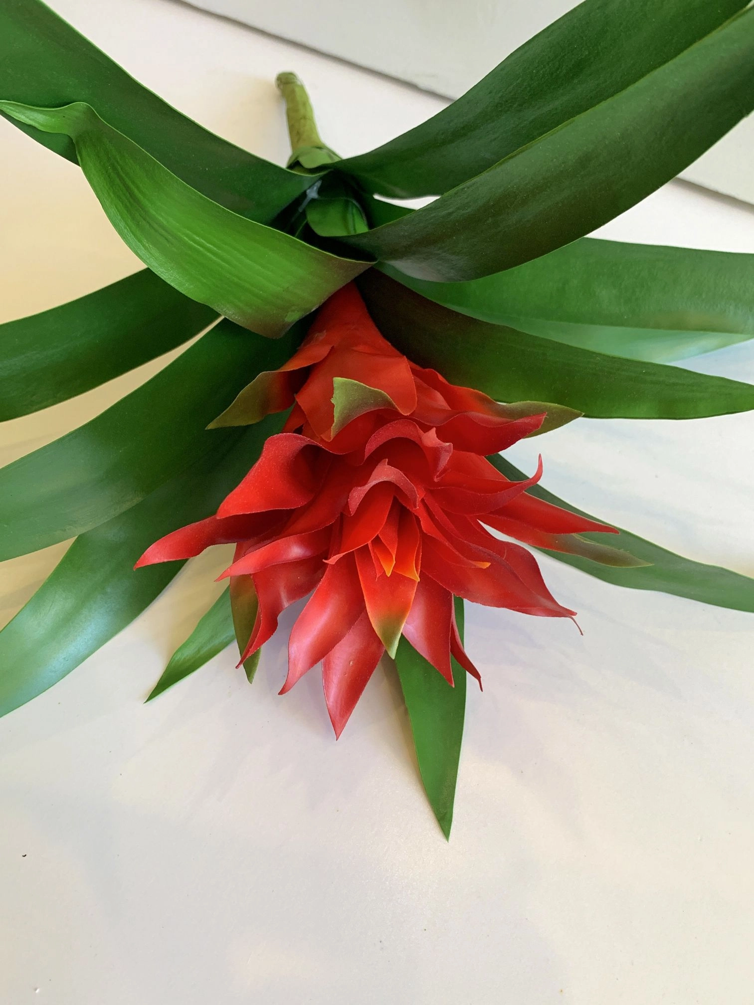 SP0311 Small Bromeliad Plant 50cm