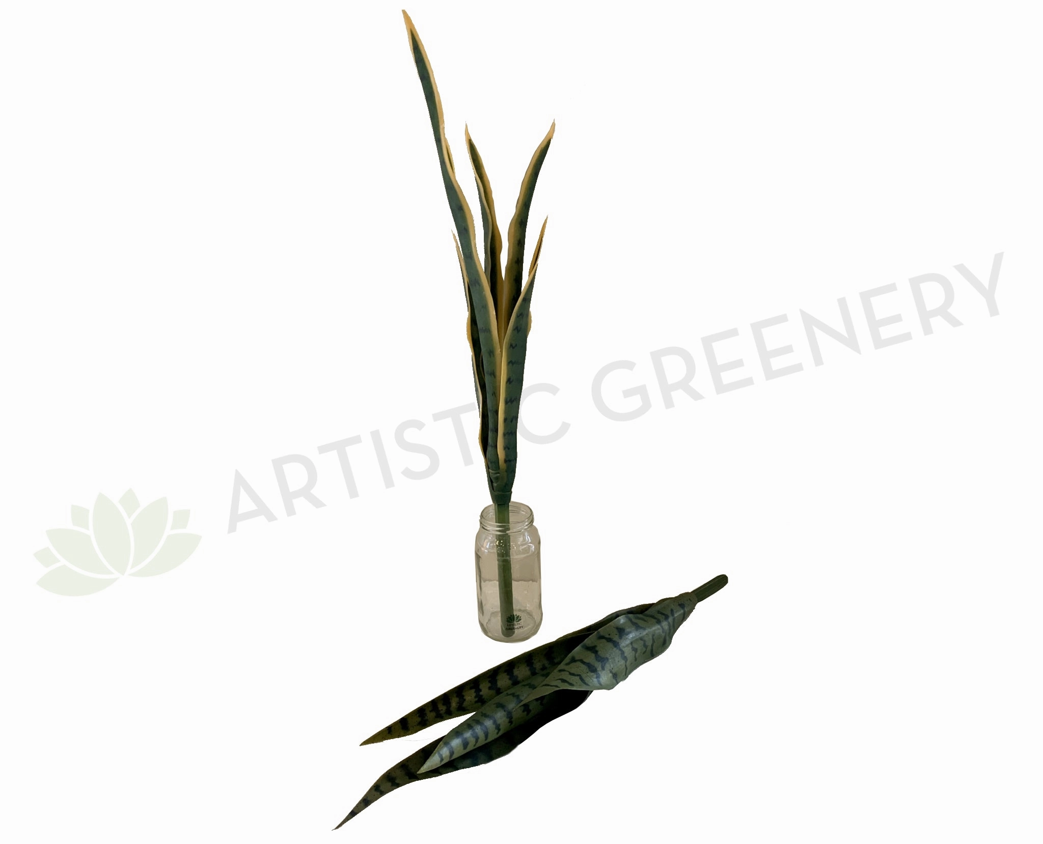 SP0312 Snake Plant / Sansevieria 60-80cm 2 Styles xl flower pot  