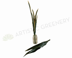 SP0312 Snake Plant / Sansevieria 60-80cm 2 Styles xl flower pot  