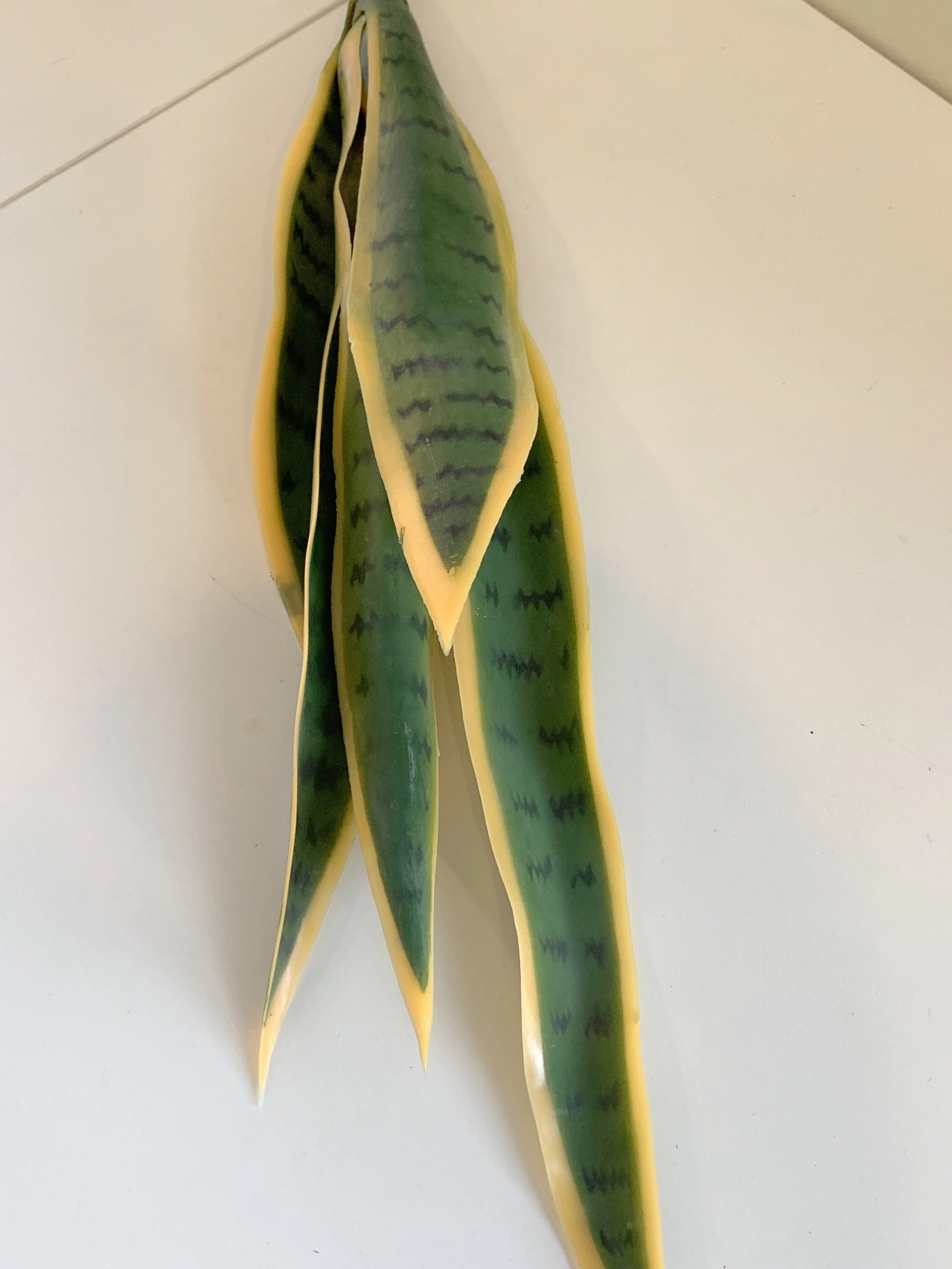 SP0312 Snake Plant / Sansevieria 60-80cm 2 Styles