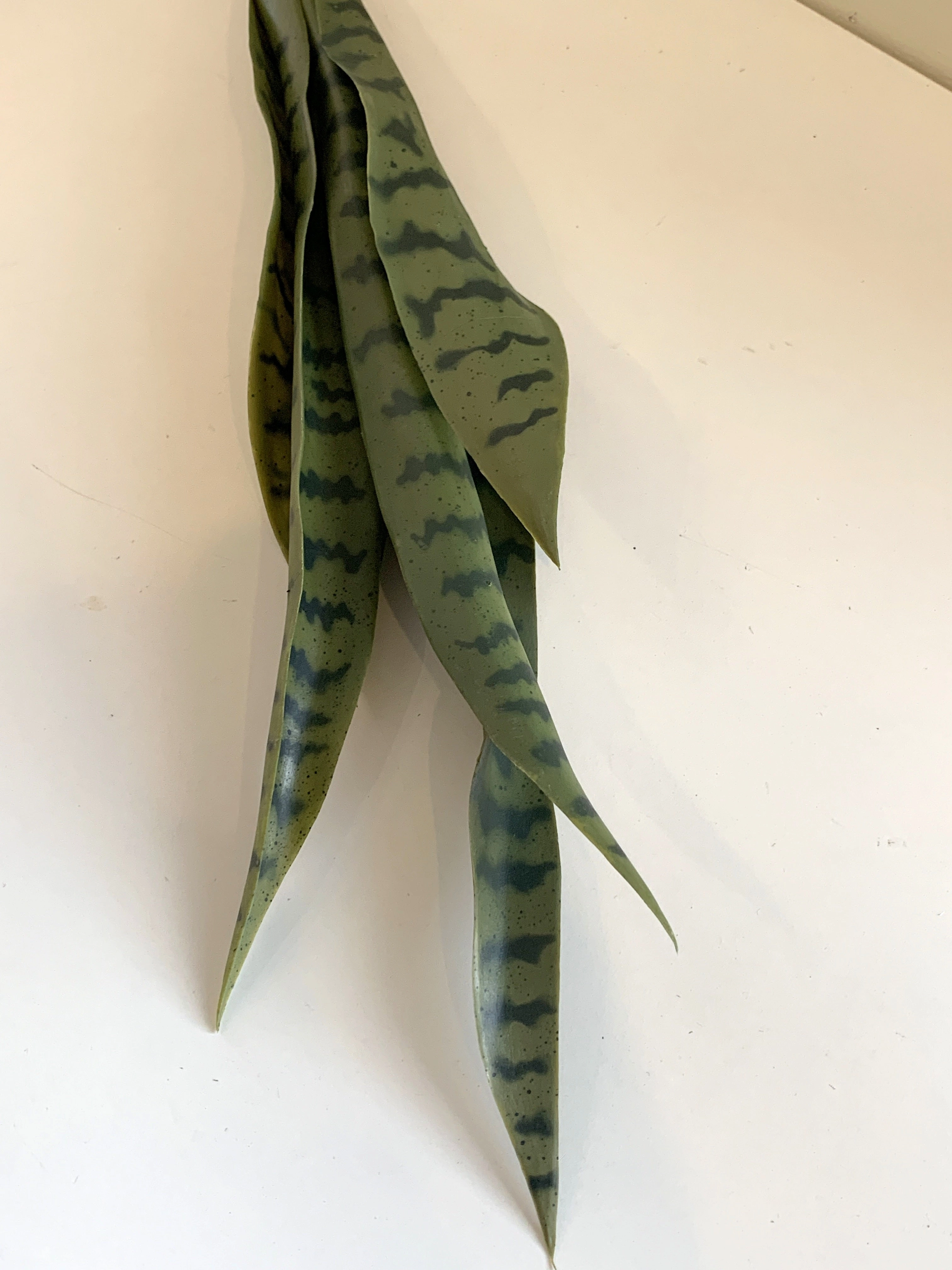 SP0312 Snake Plant / Sansevieria 60-80cm 2 Styles