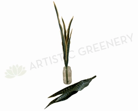 SP0312 Snake Plant / Sansevieria 60-80cm 2 Styles mini ornamental plant  