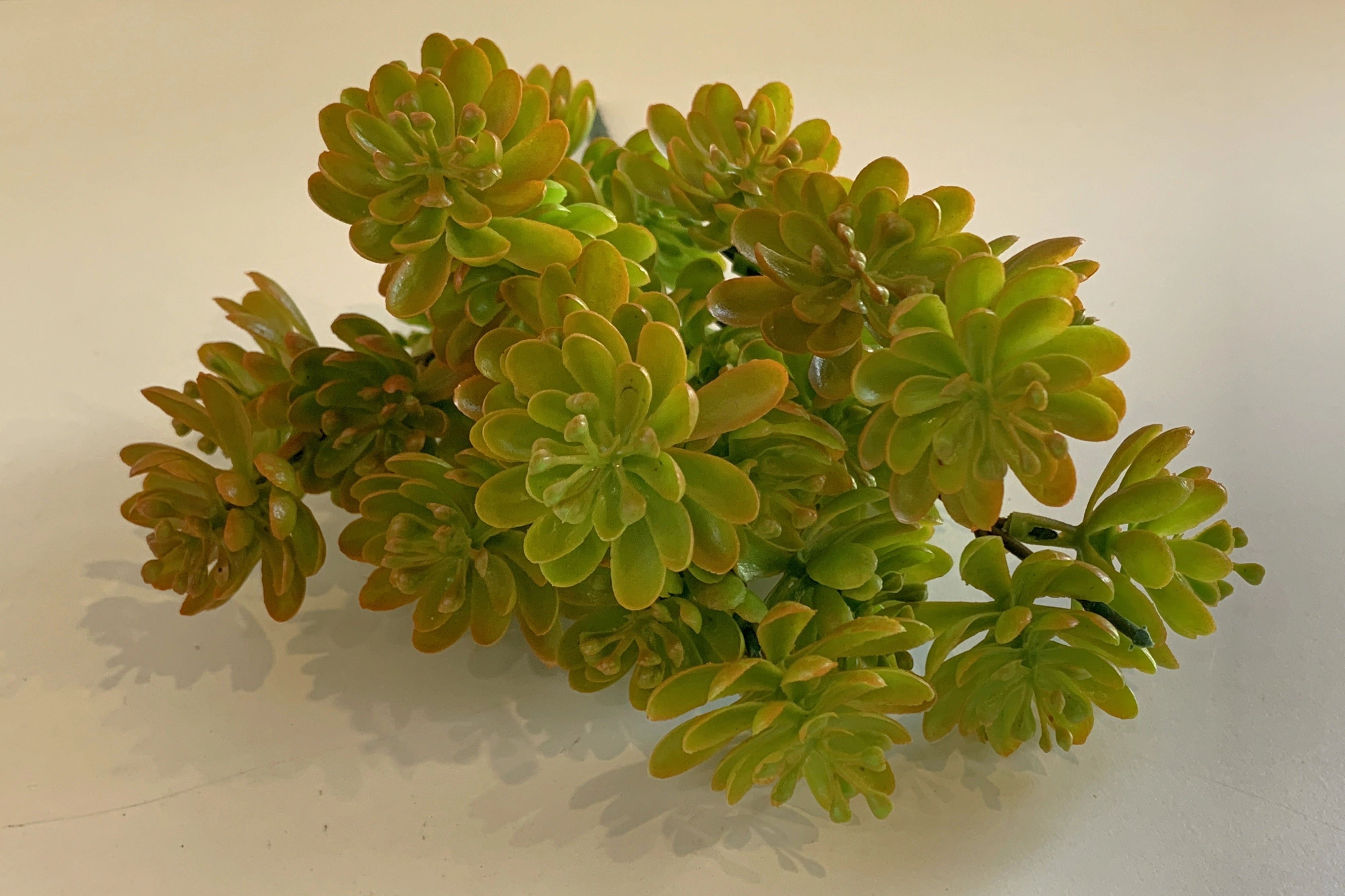 SP0313 Sedum Bunch 31cm 3 Styles