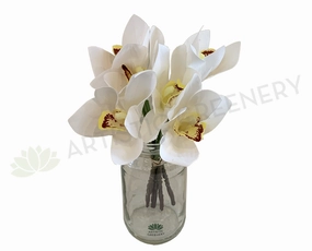 SP0316 Cymbidium Orchid 27cm White indoor houseplants  