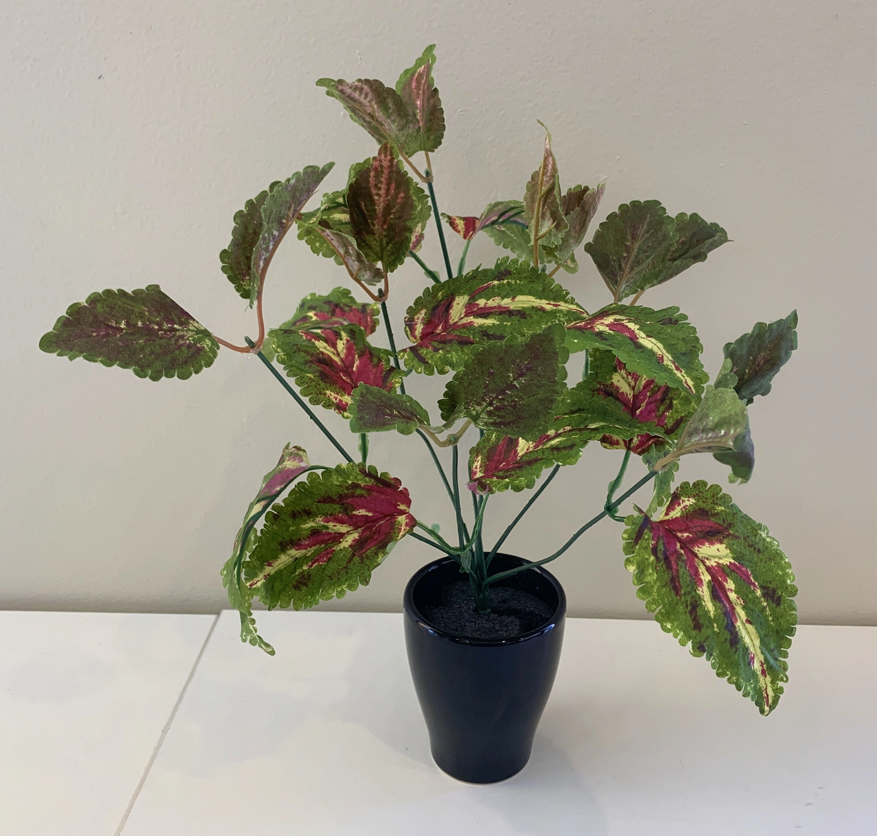 SP0328A Coleus Plant (CLEARANCE STOCK) 35cm