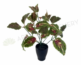 SP0328A Coleus Plant (CLEARANCE STOCK) 35cm indoor plant stand  