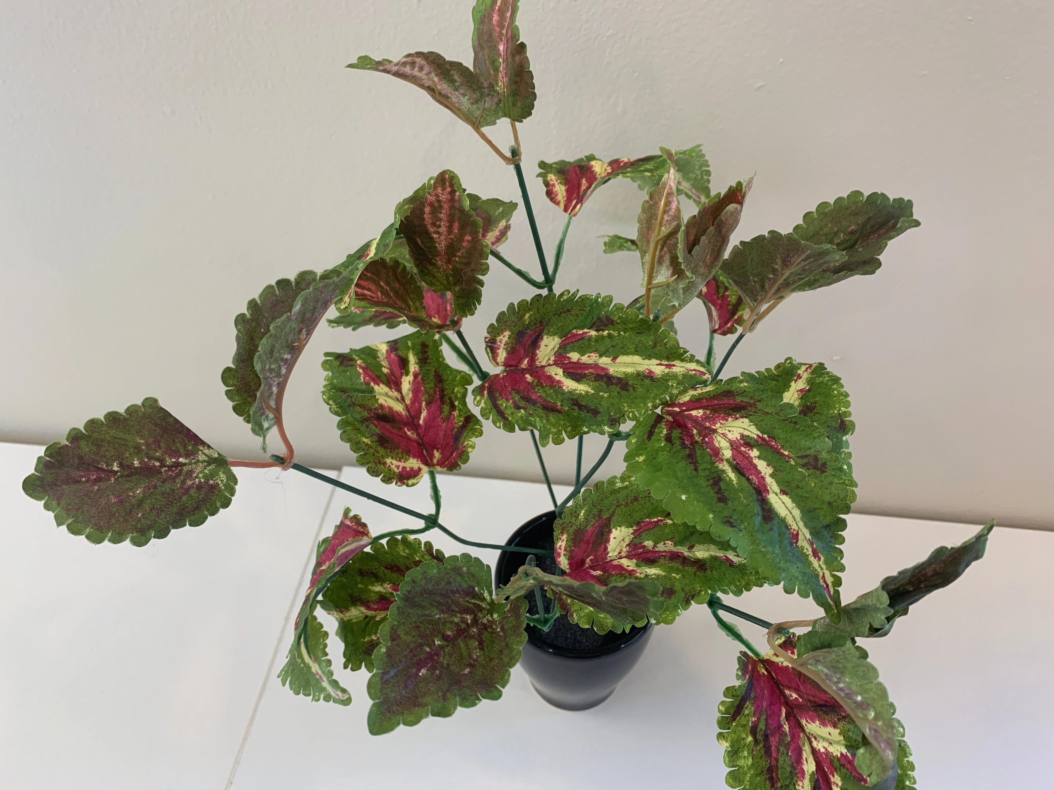 SP0328A Coleus Plant (CLEARANCE STOCK) 35cm