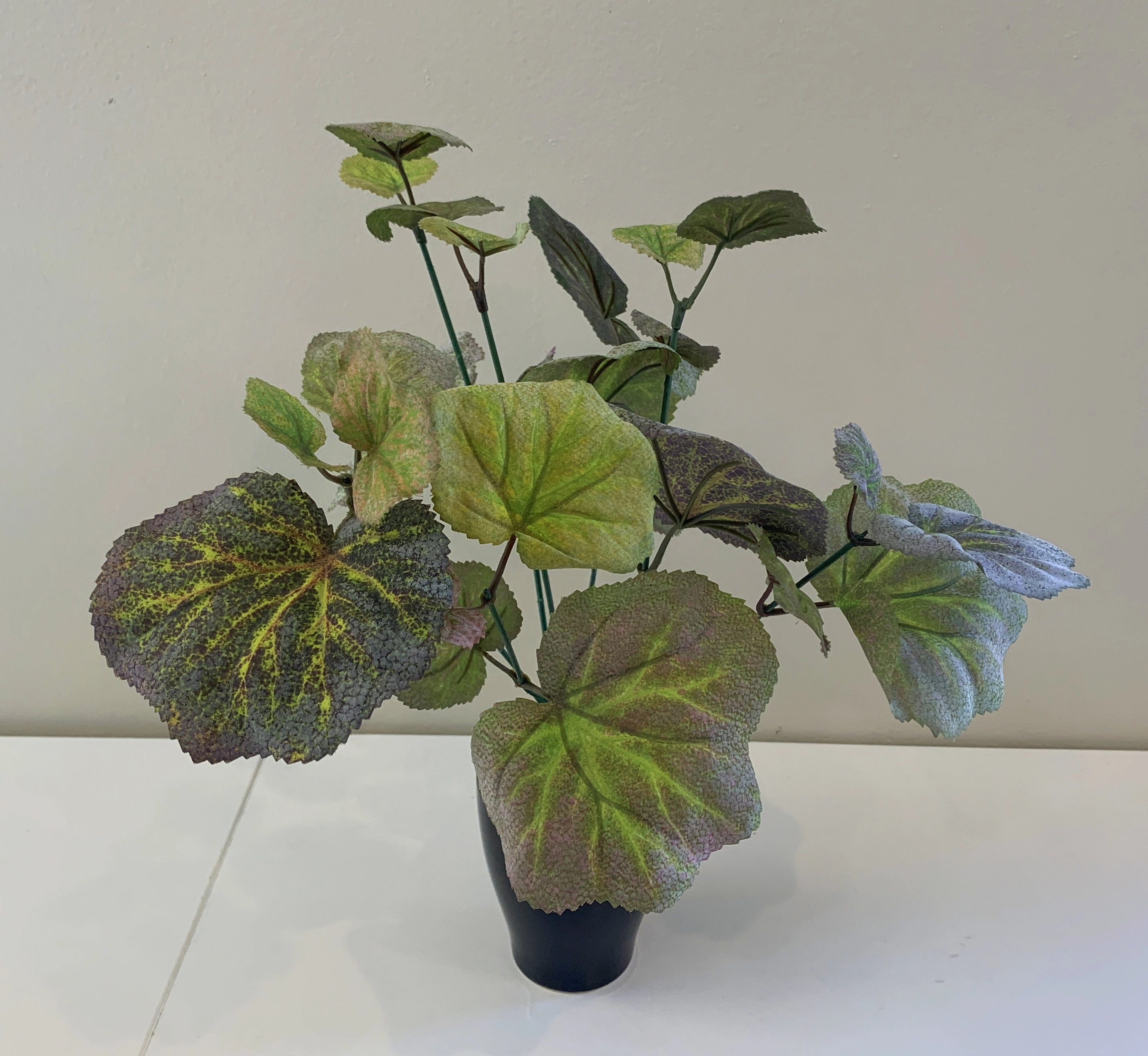 SP0328B Littleleaf Linden Plant (CLEARANCE STOCK) 35cm