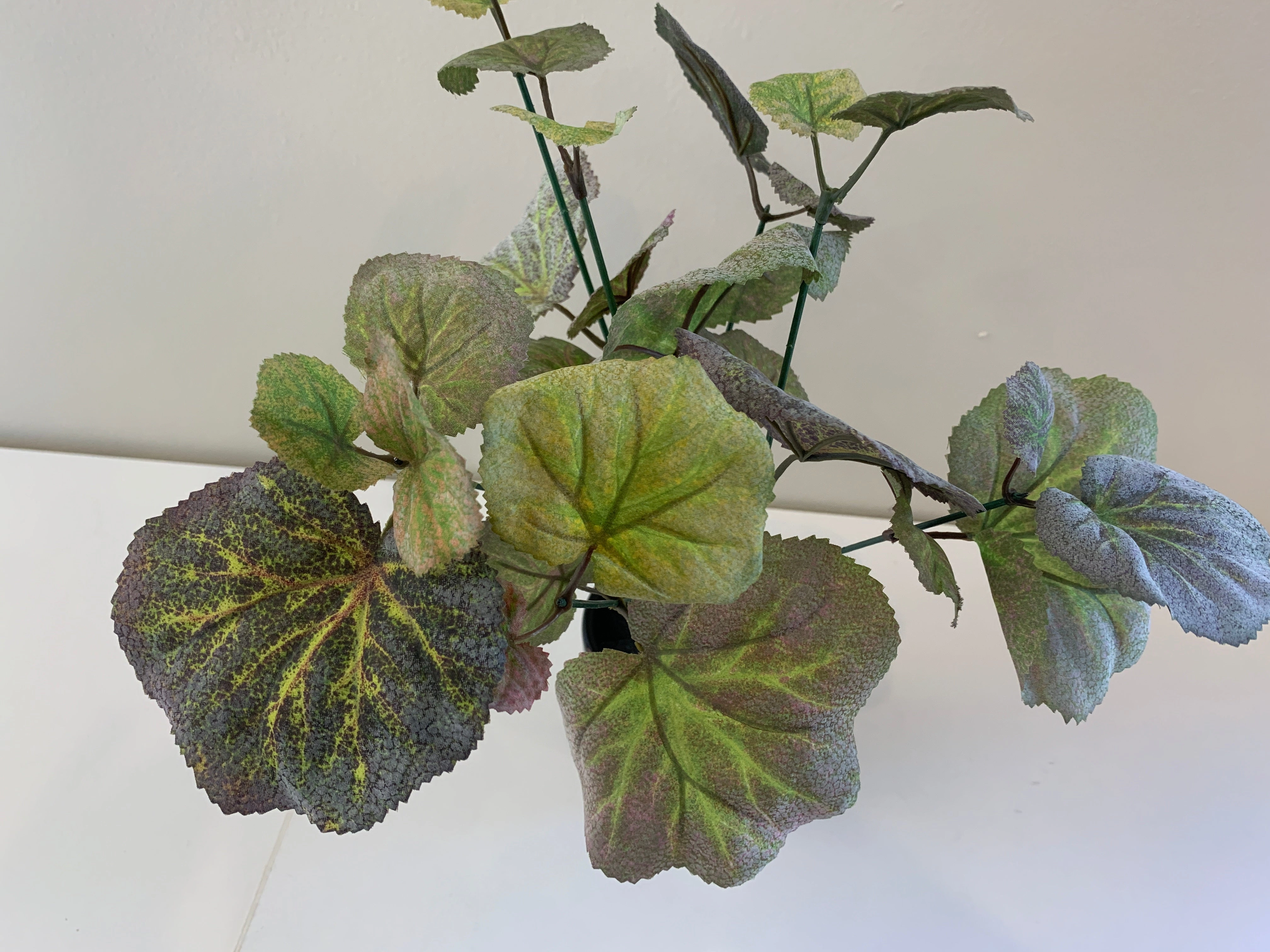 SP0328B Littleleaf Linden Plant (CLEARANCE STOCK) 35cm