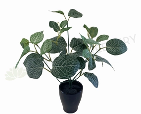 SP0328C Fittonia / Nerve Plant (CLEARANCE STOCK) 33cm xl flower pot  