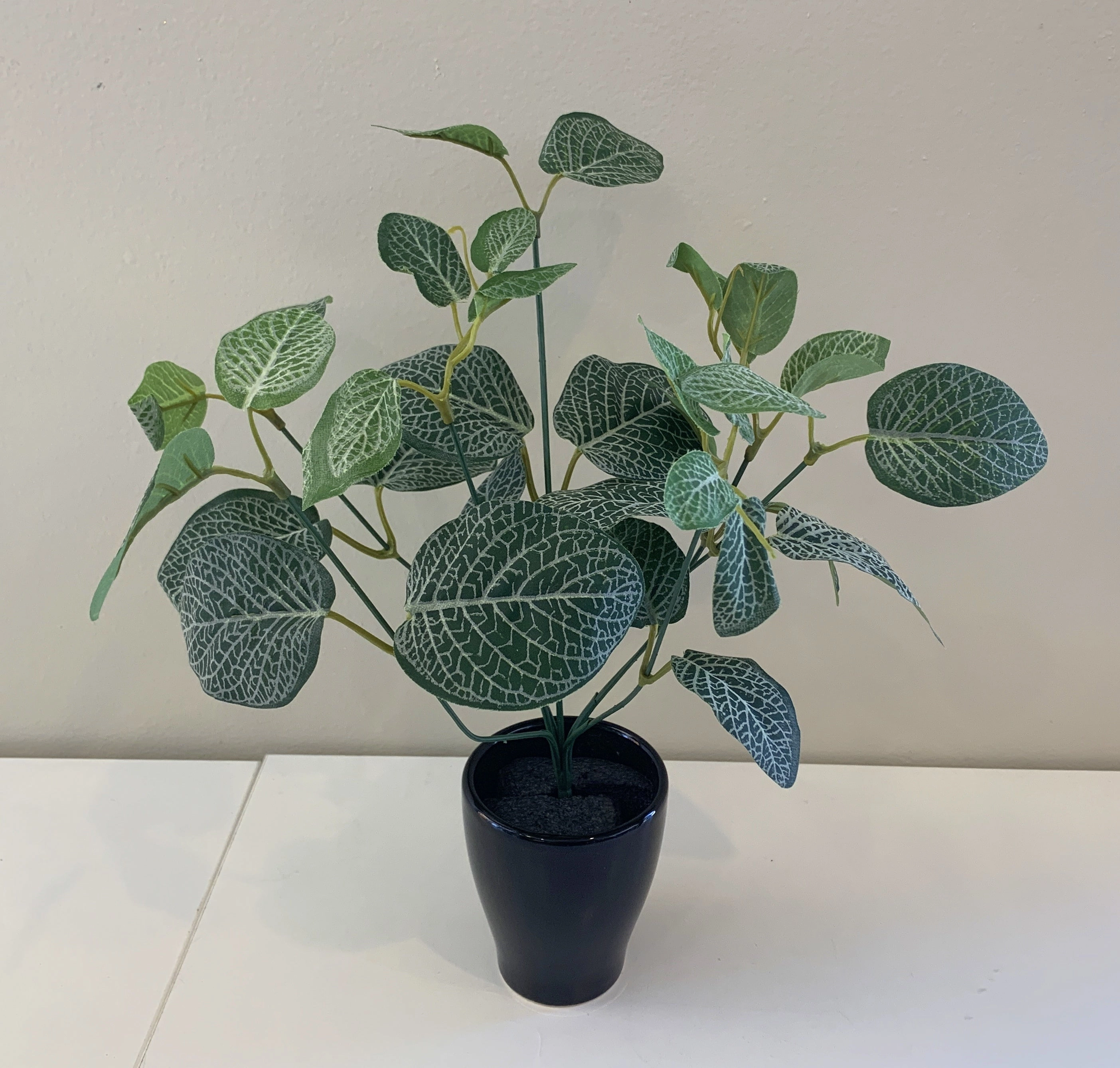 SP0328C Fittonia / Nerve Plant (CLEARANCE STOCK) 33cm