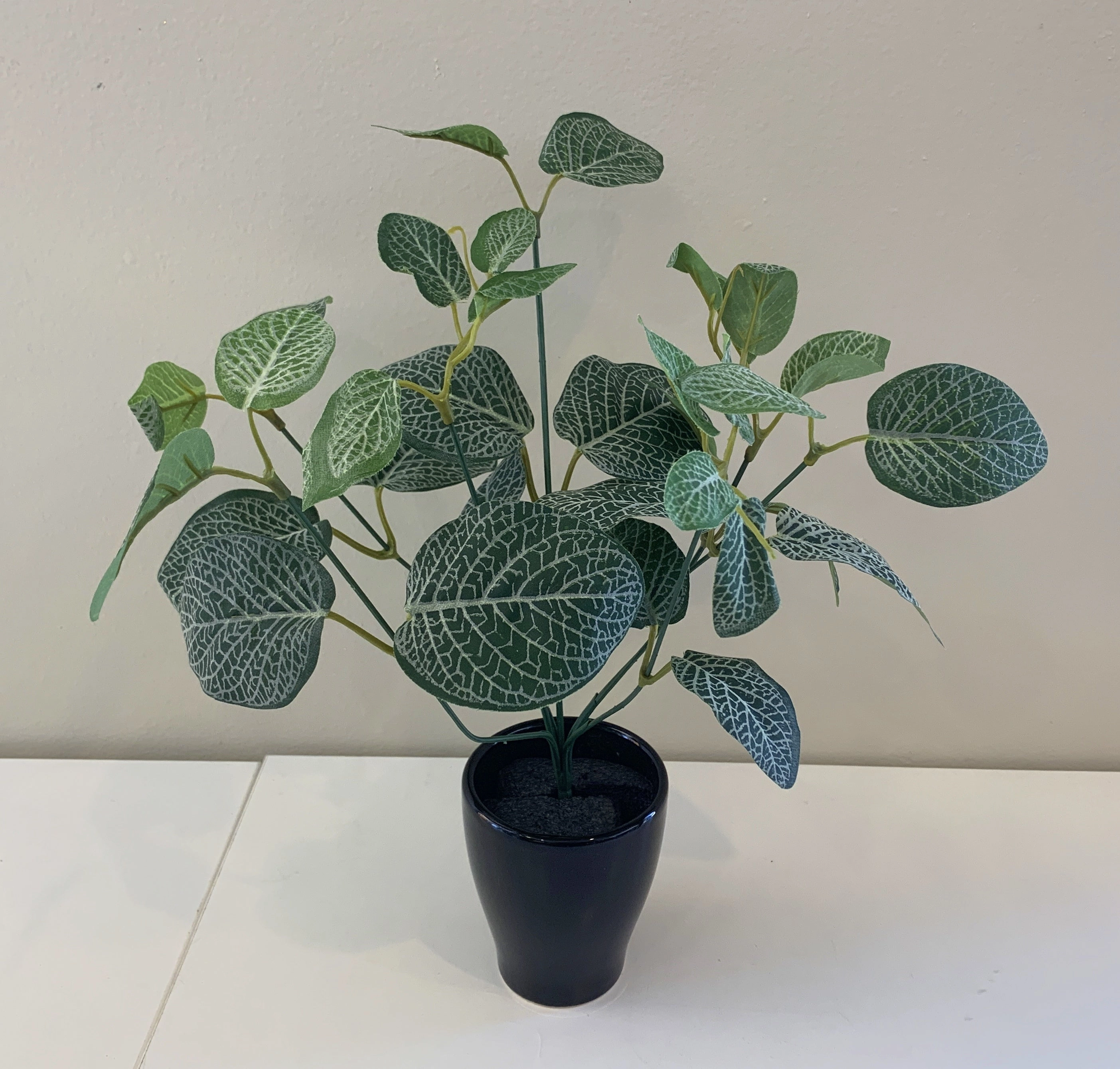 SP0328C Fittonia / Nerve Plant (CLEARANCE STOCK) 33cm