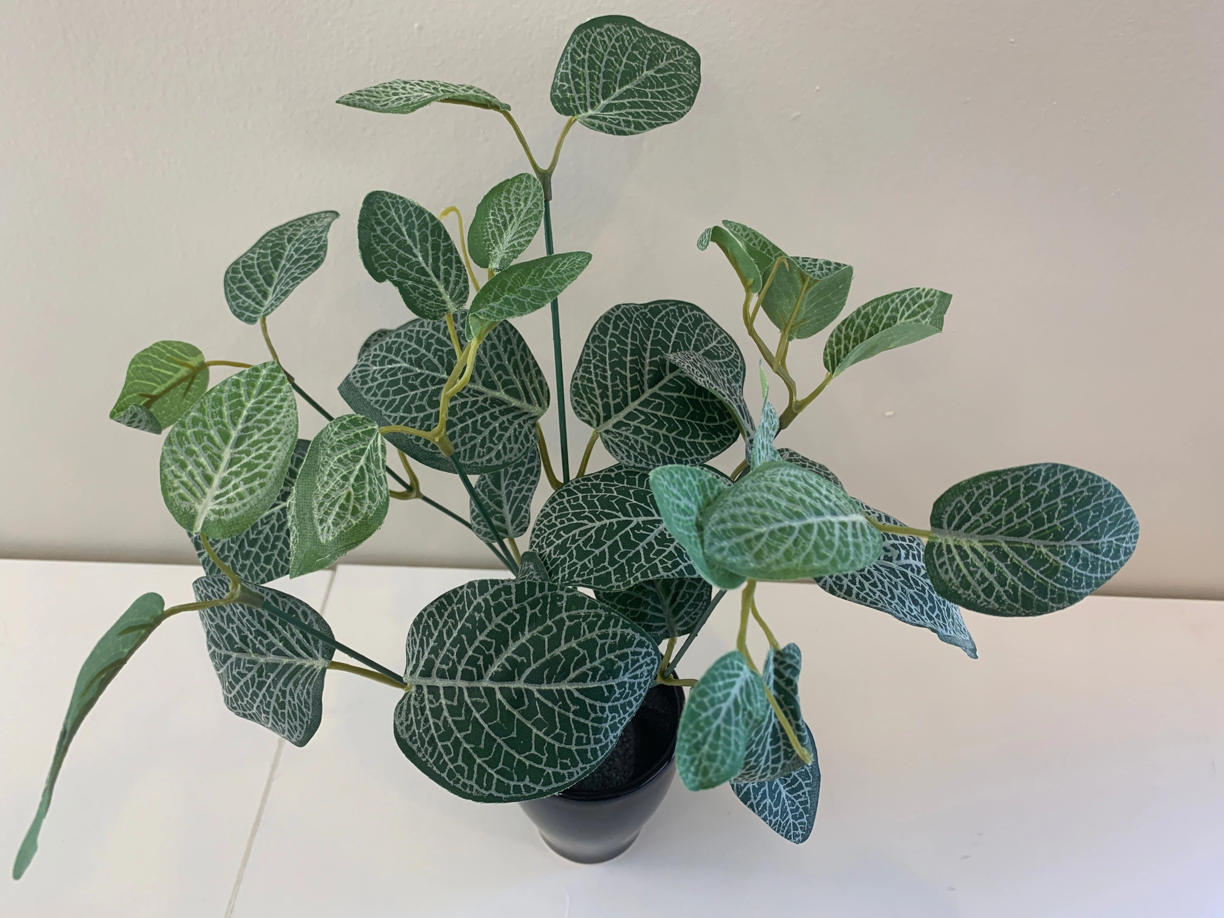 SP0328C Fittonia / Nerve Plant (CLEARANCE STOCK) 33cm