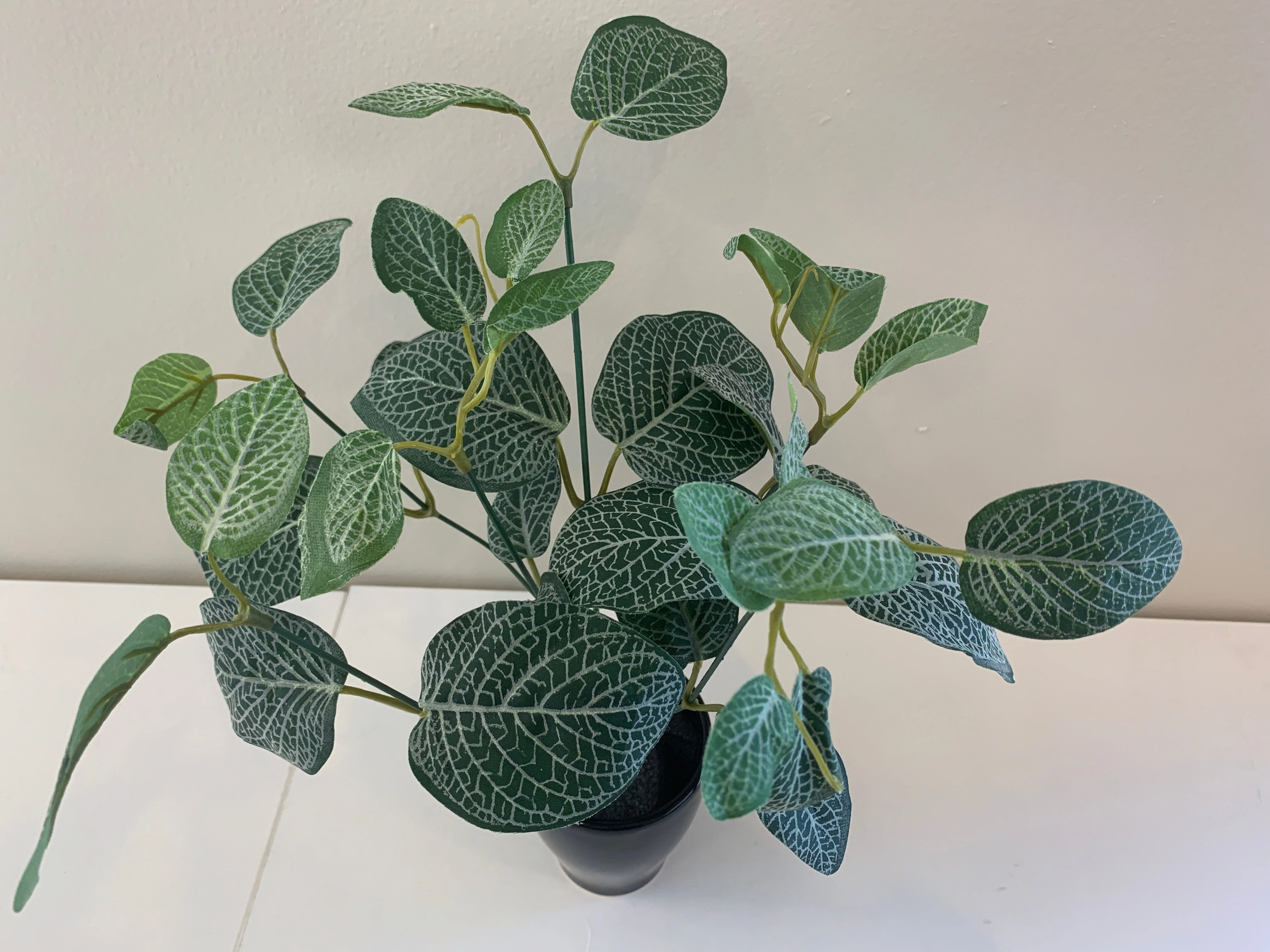 SP0328C Fittonia / Nerve Plant (CLEARANCE STOCK) 33cm