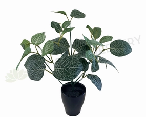 SP0328C Fittonia / Nerve Plant (CLEARANCE STOCK) 33cm indoor plant stand  