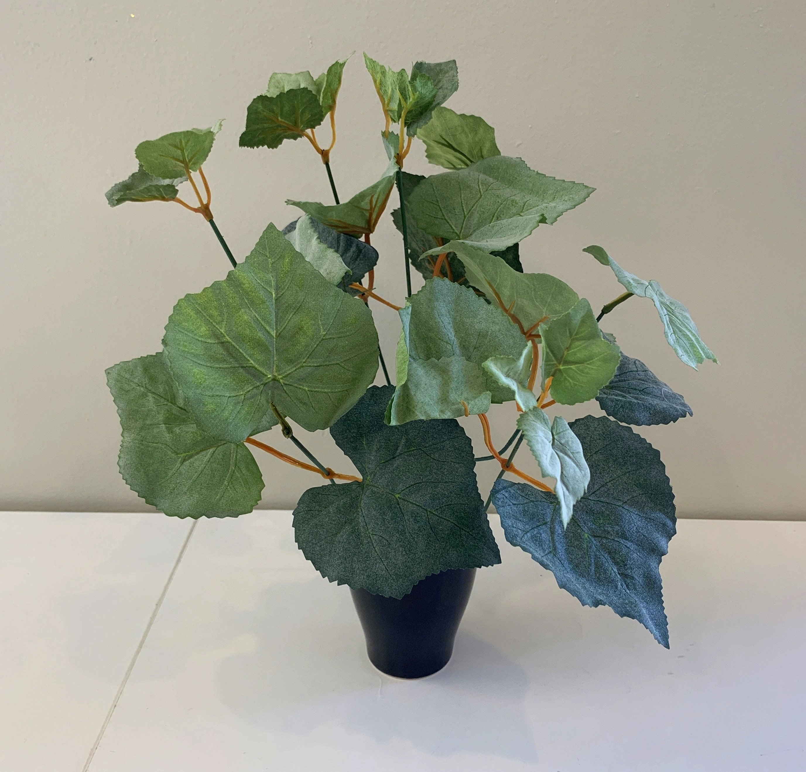SP0328D Grape Vine Plant (CLEARANCE STOCK) 34cm