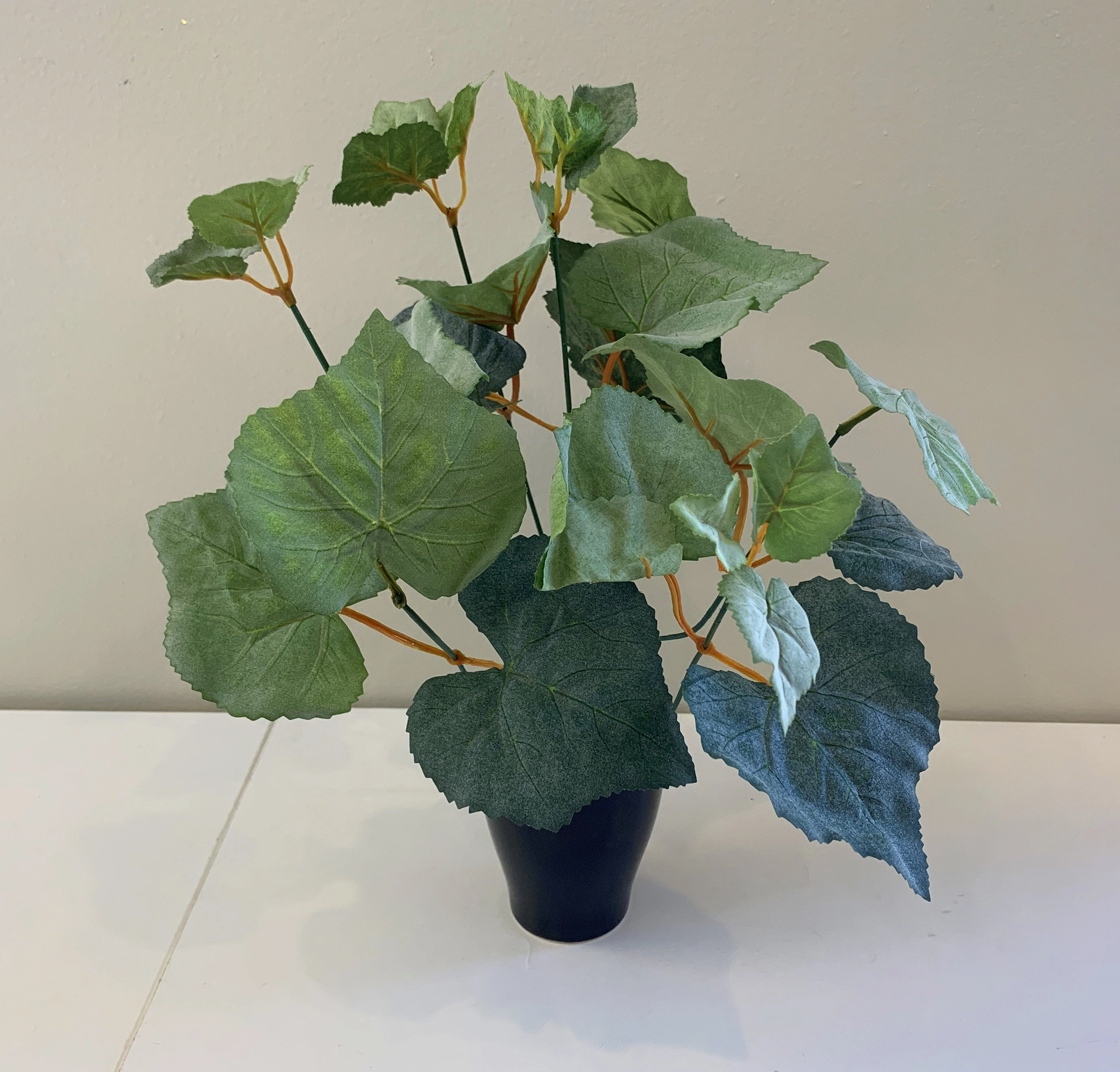 SP0328D Grape Vine Plant (CLEARANCE STOCK) 34cm
