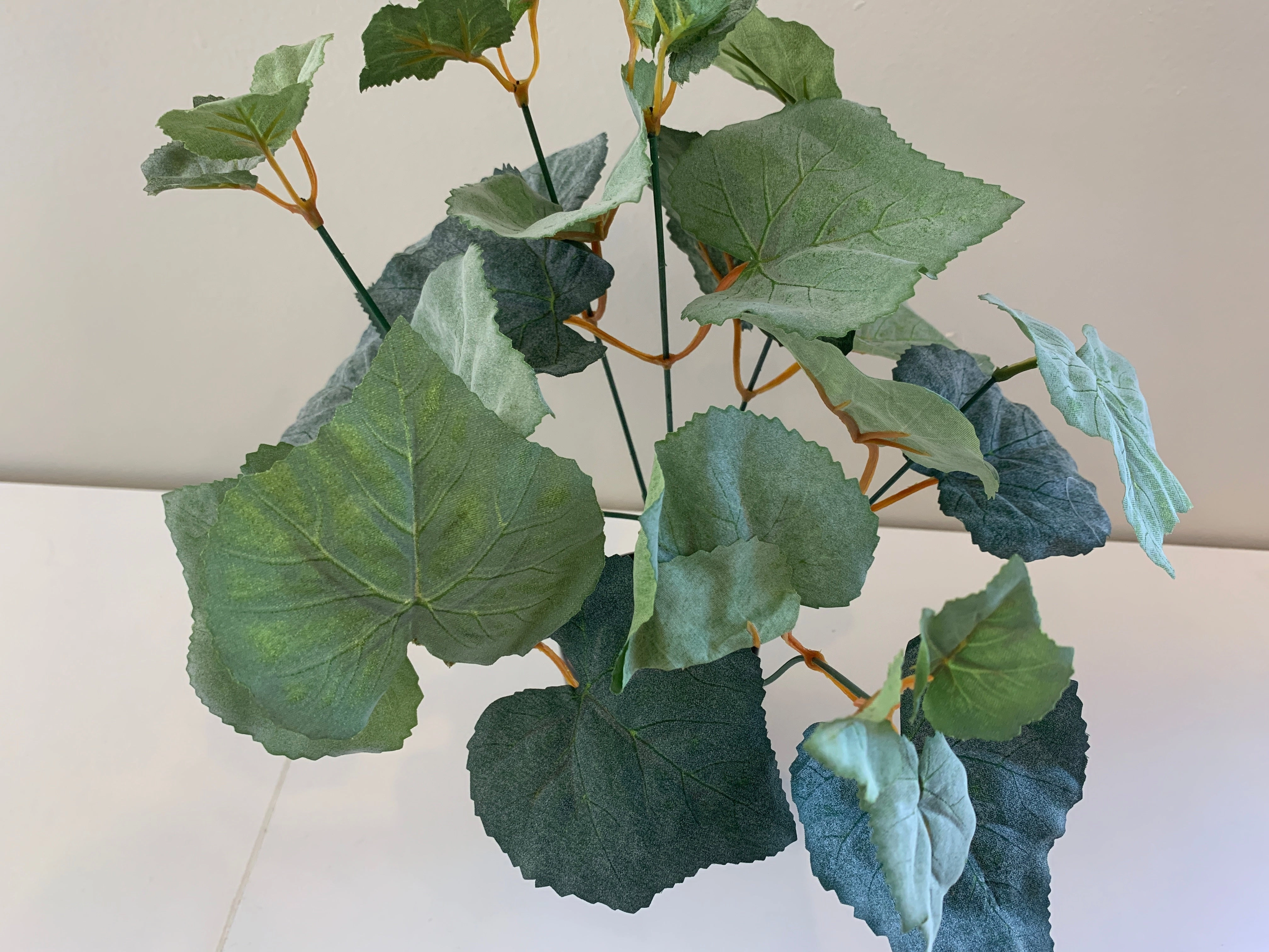 SP0328D Grape Vine Plant (CLEARANCE STOCK) 34cm