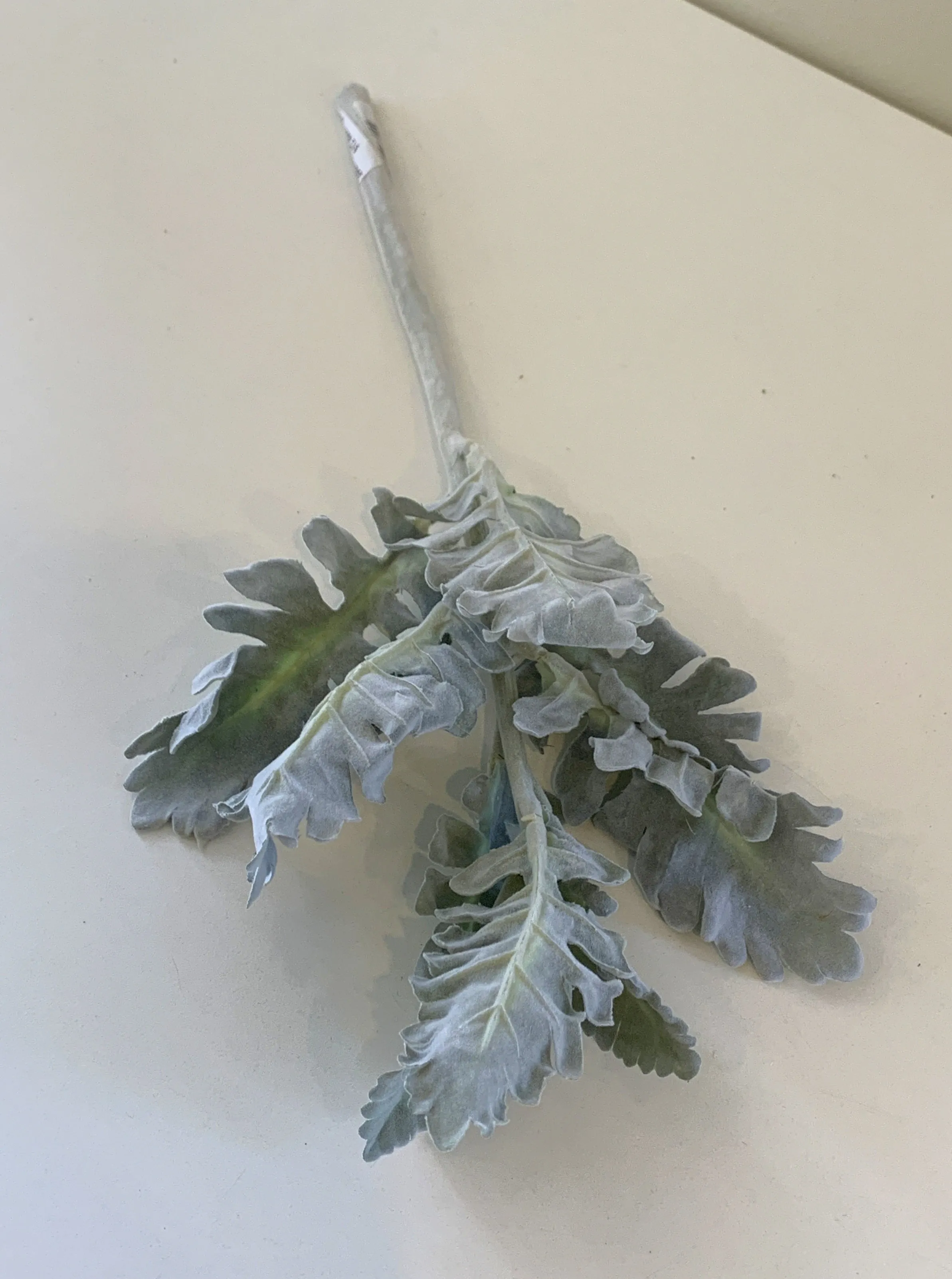 SP0335 Grey Dusty Miller / Silver Ragwort Foliage 39cm