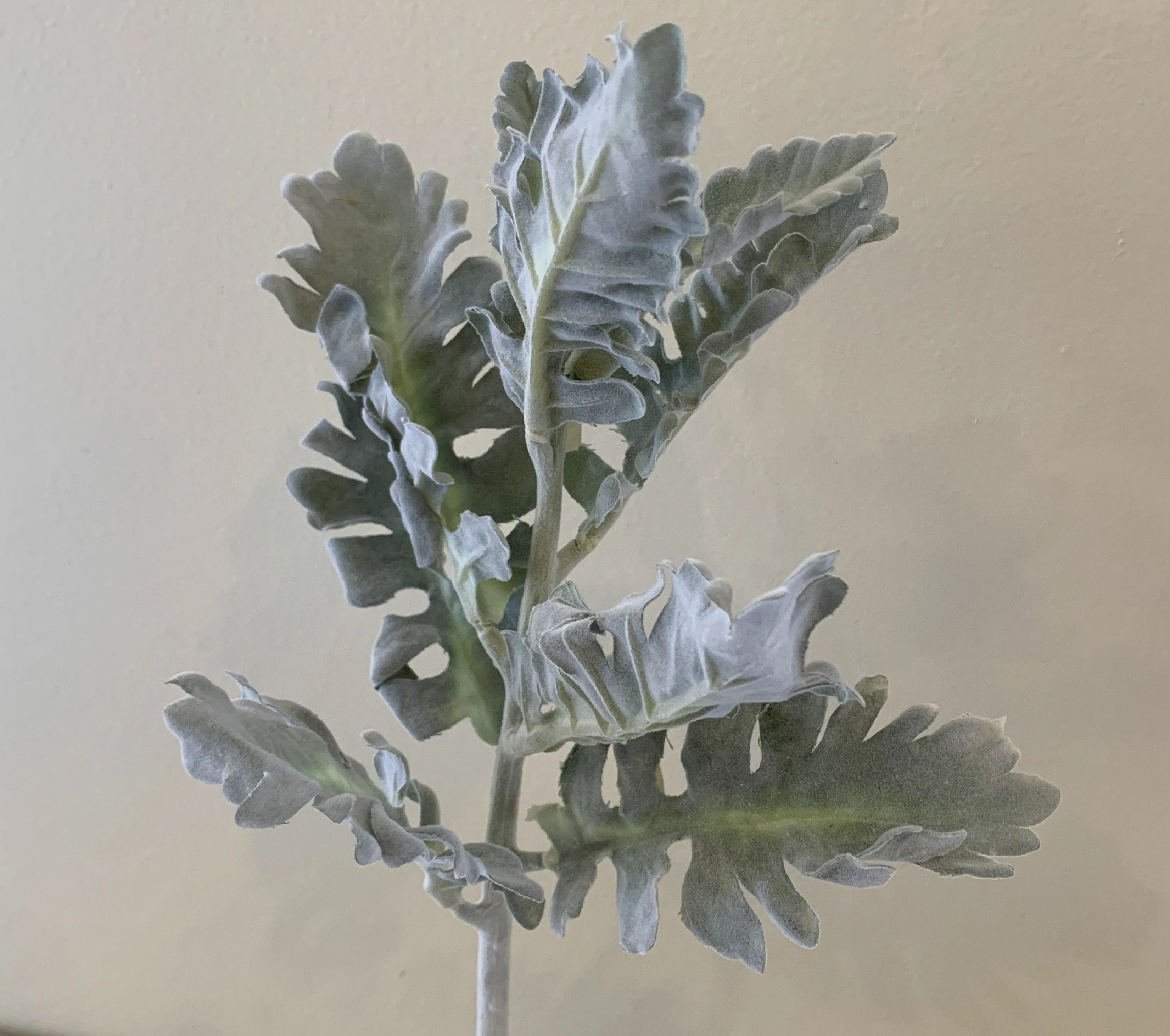 SP0335 Grey Dusty Miller / Silver Ragwort Foliage 39cm