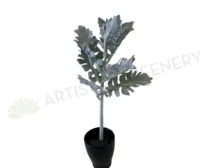 SP0335 Grey Dusty Miller / Silver Ragwort Foliage 39cm dried green plant  