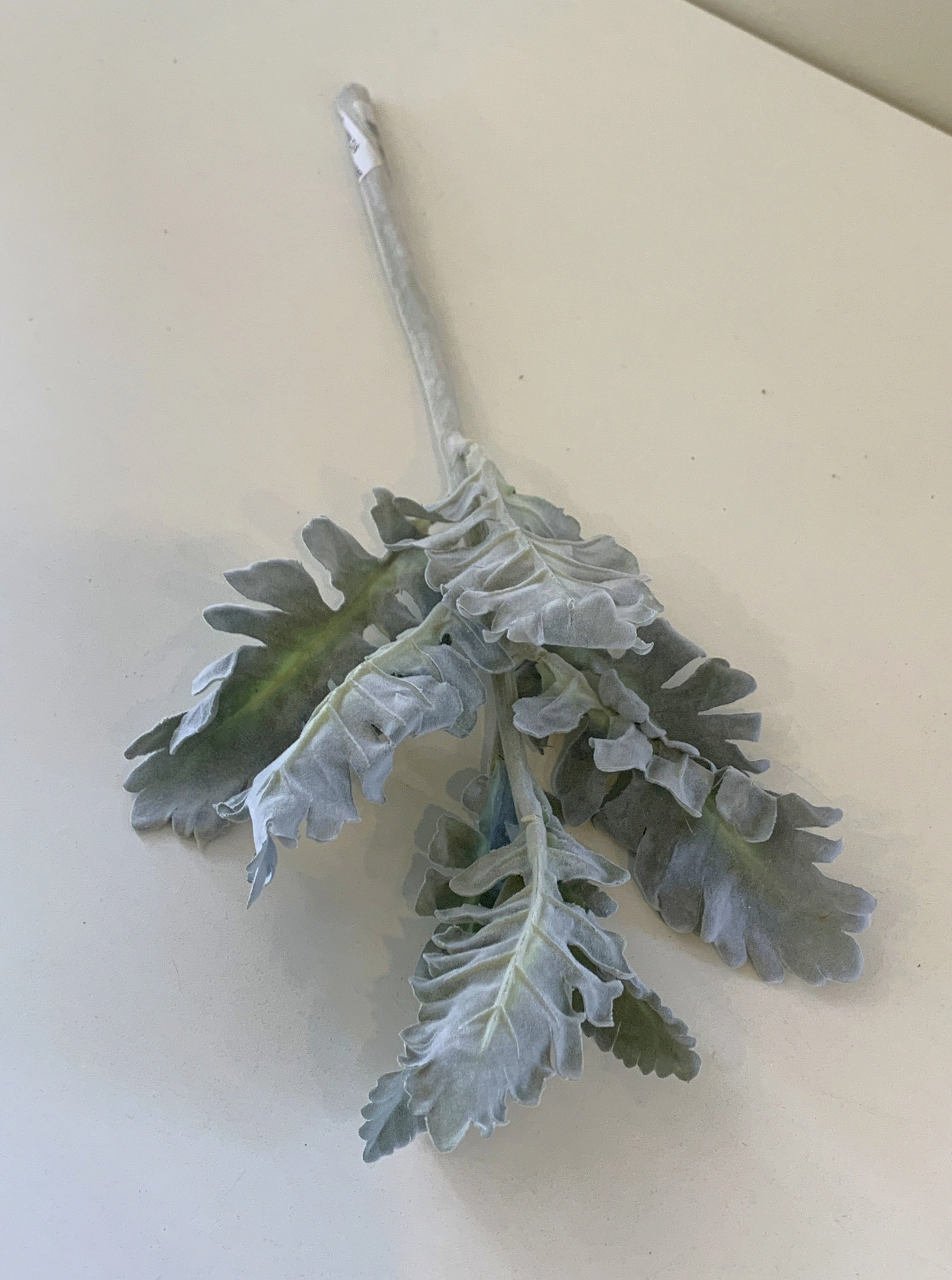 SP0335 Grey Dusty Miller / Silver Ragwort Foliage 39cm