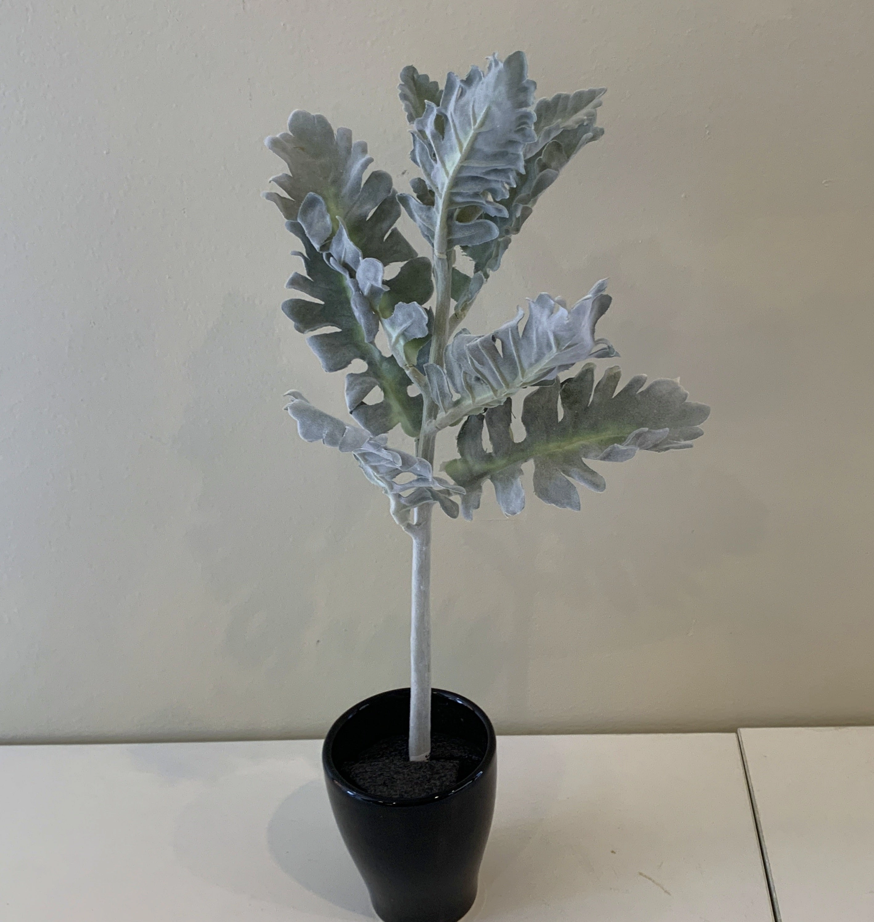 SP0335 Grey Dusty Miller / Silver Ragwort Foliage 39cm