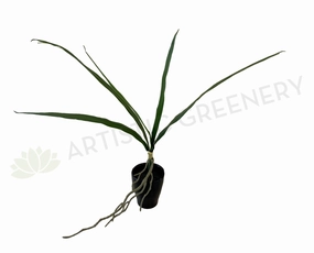 SP0337 Cymbidium Orchid Leaves Bunch 50cm Real Touch indoor houseplants  