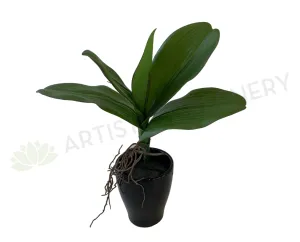 SP0338 Phalaenopsis Orchid Leaves with Roots 27cm Real Touch dried green plant  