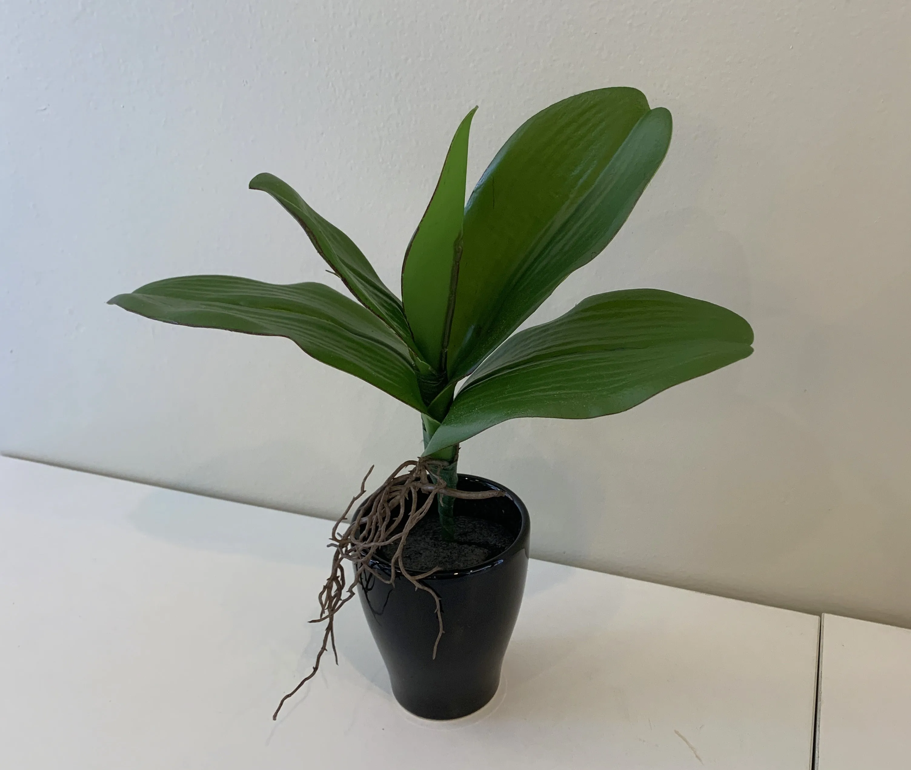 SP0338 Phalaenopsis Orchid Leaves with Roots 27cm Real Touch