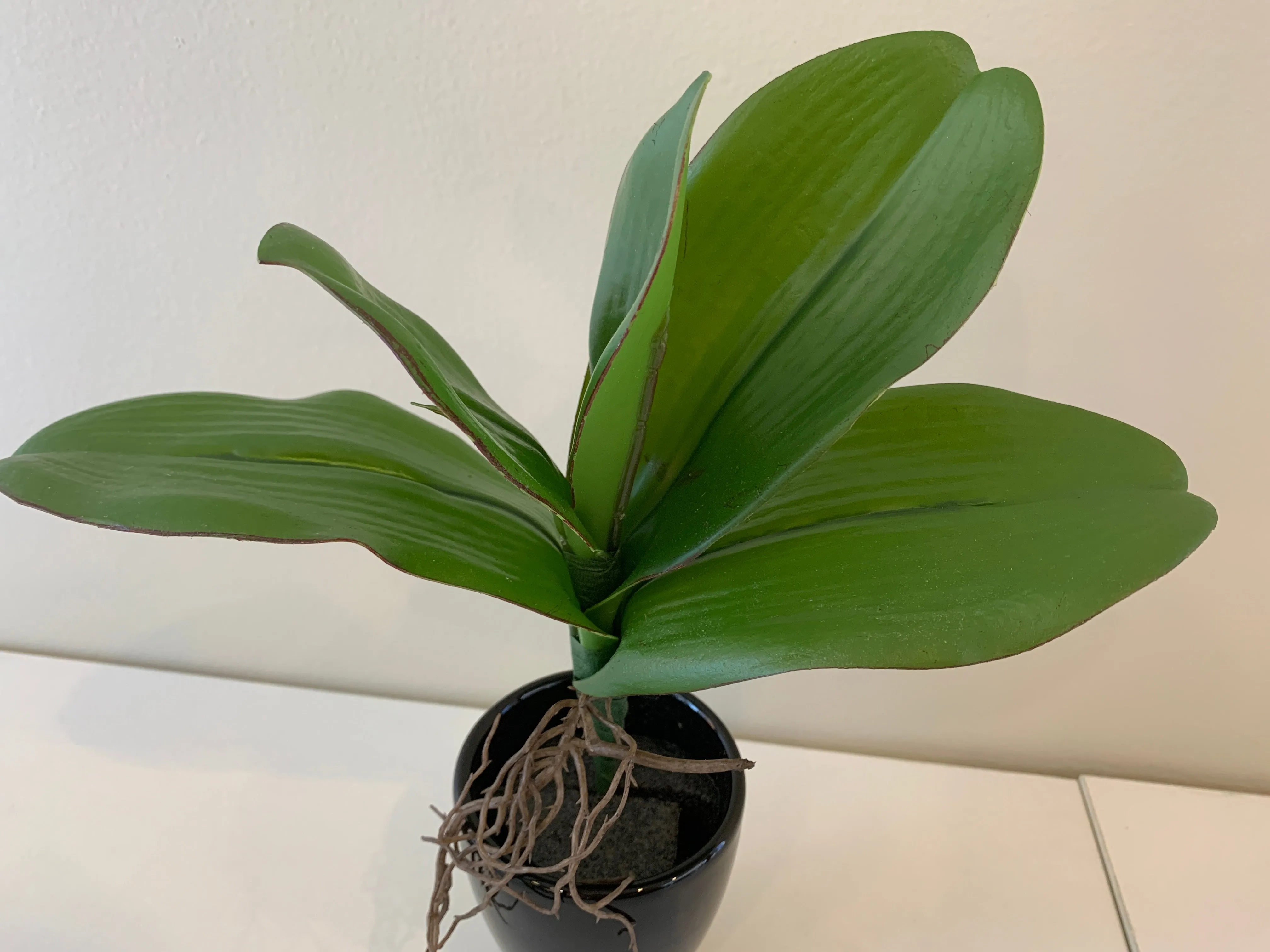 SP0338 Phalaenopsis Orchid Leaves with Roots 27cm Real Touch